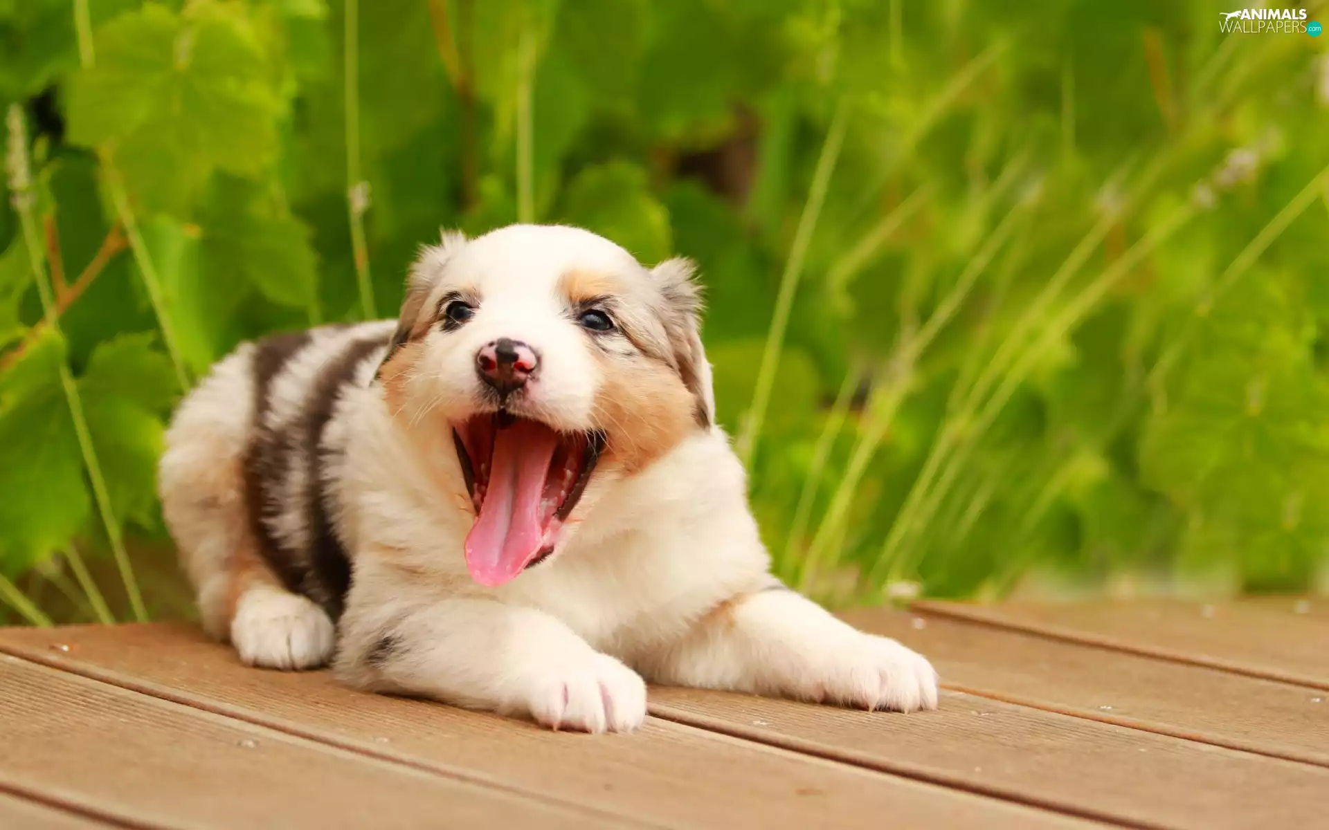honeyed, Australian Shepherd, footbridge, Puppy