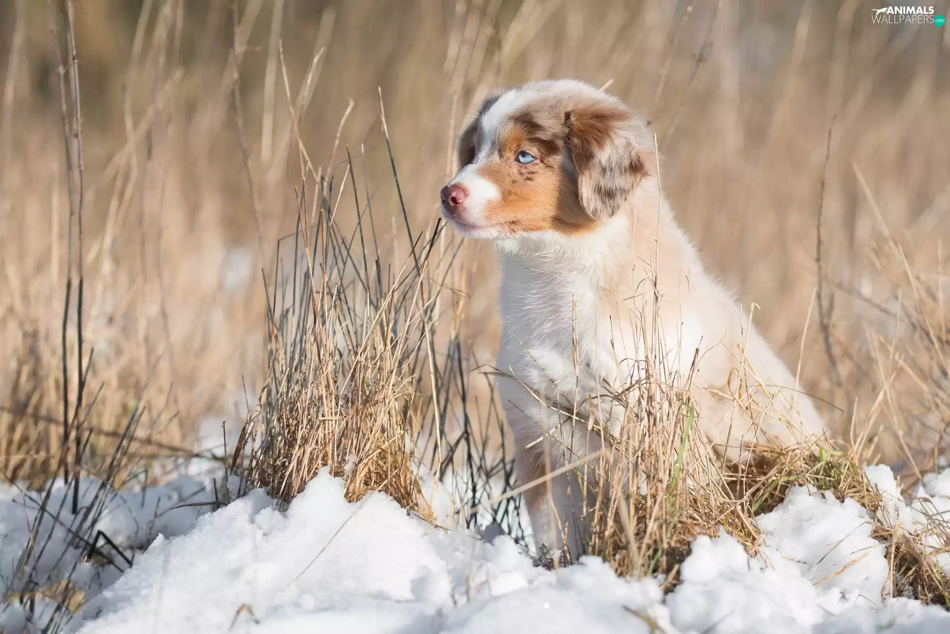 dog, Australian Shepherd, grass, Puppy