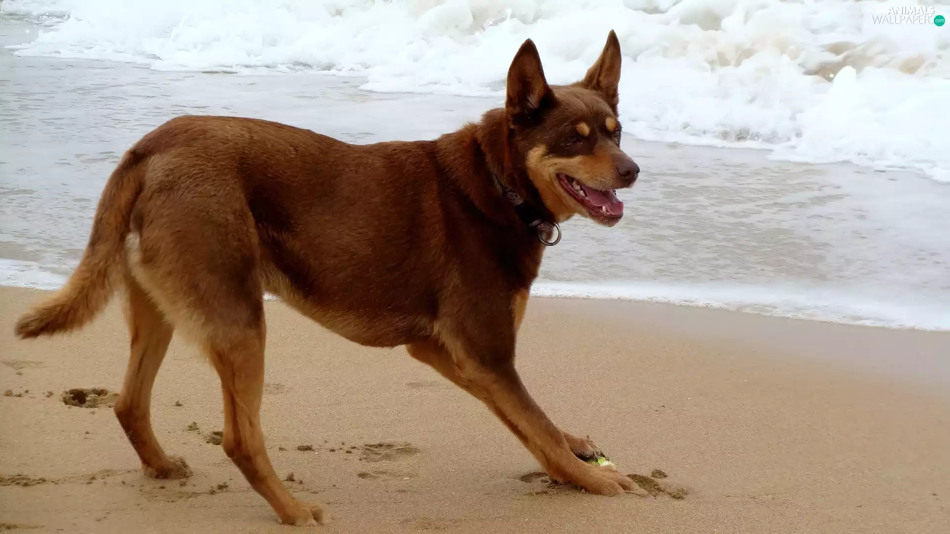 Waves, Australian Shepherd - Kelpie, Sand