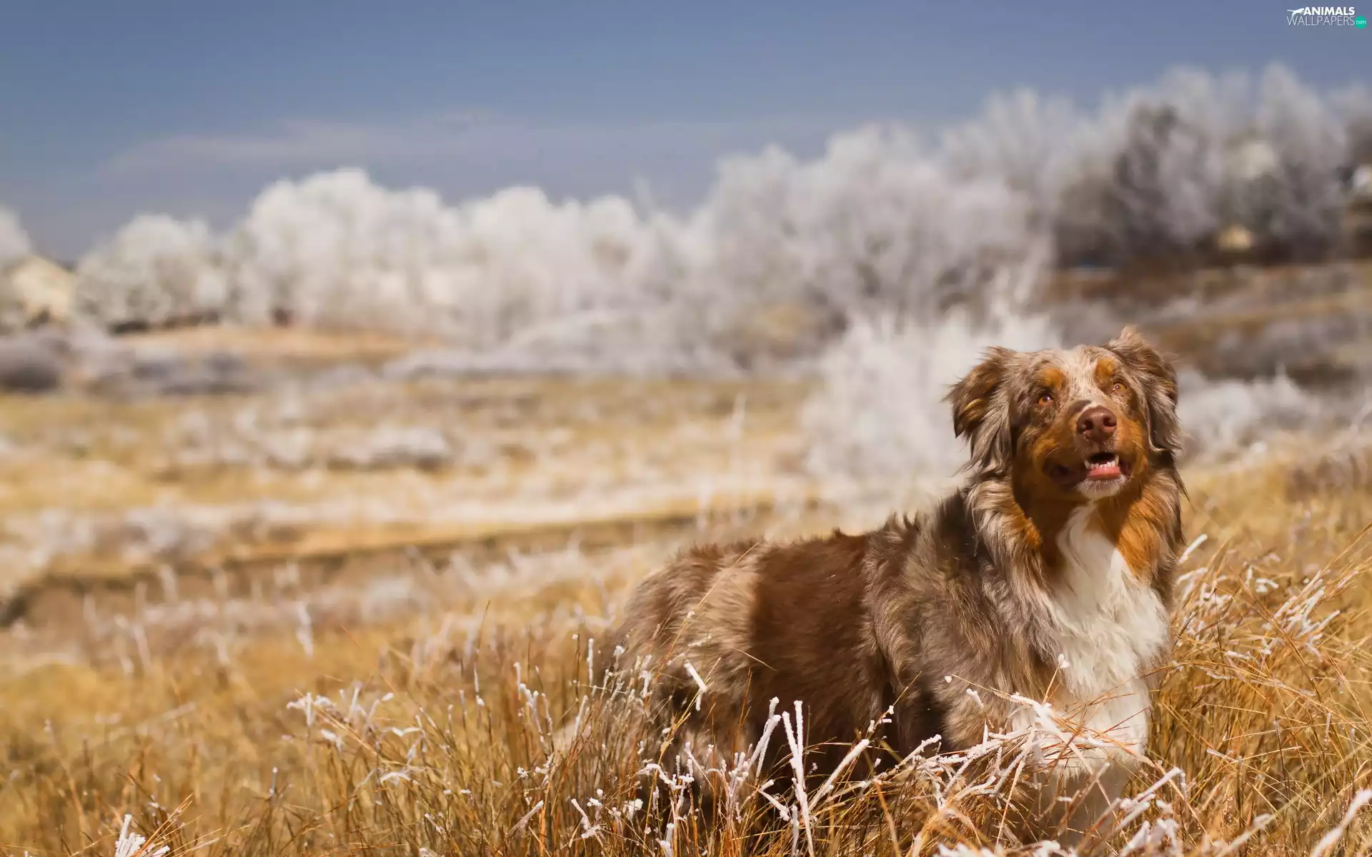 grass, Australian Shepherd, Australian Shepherd