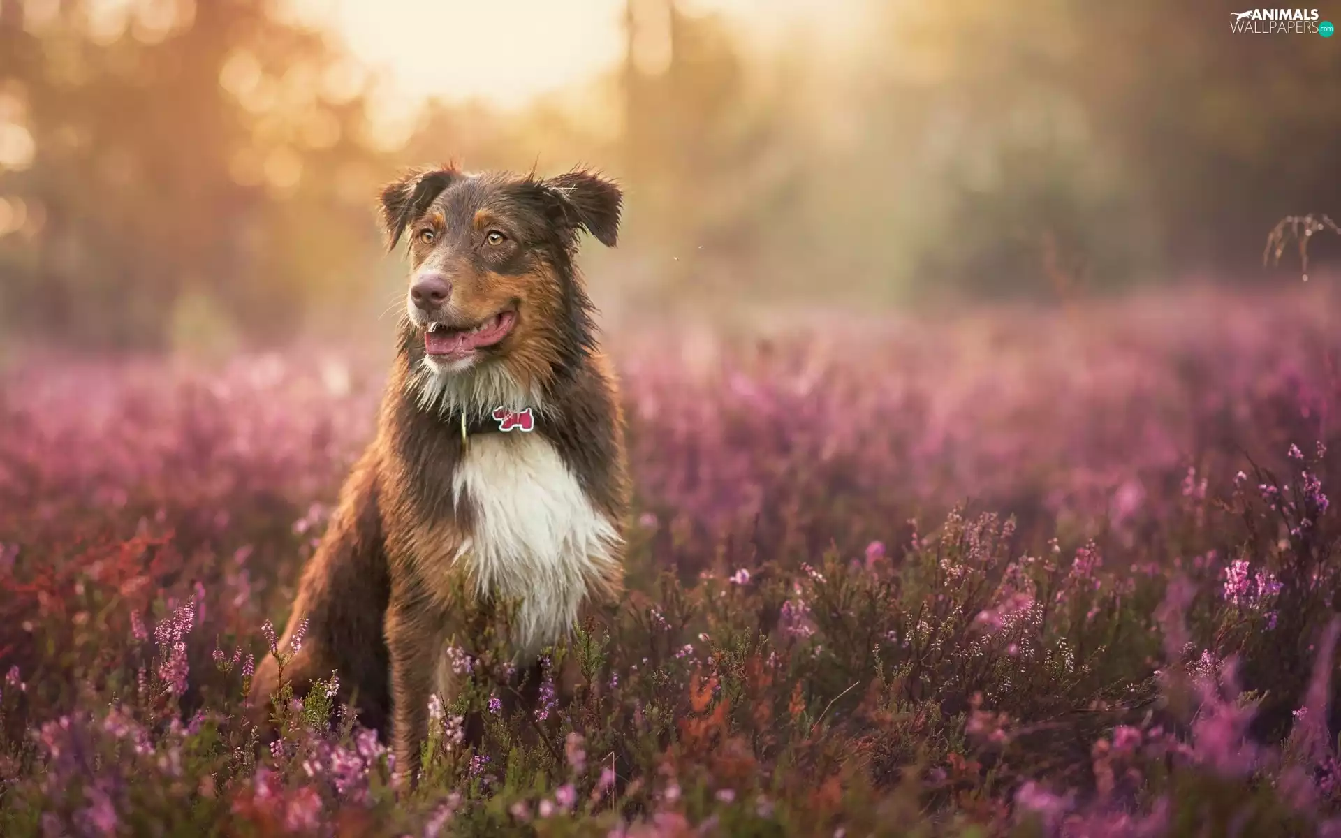 heather, Australian Shepherd, Australian Shepherd