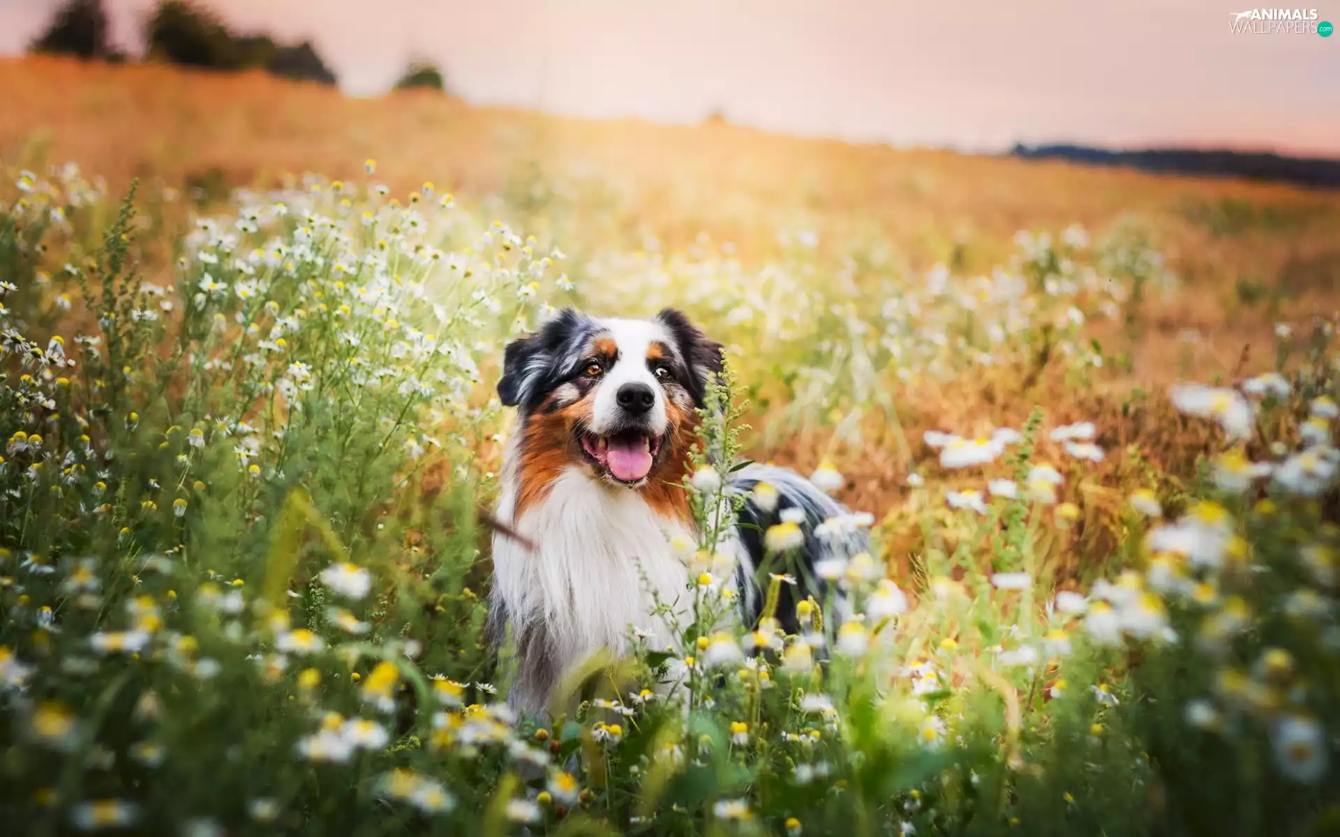Meadow, Australian Shepherd, Australian Shepherd