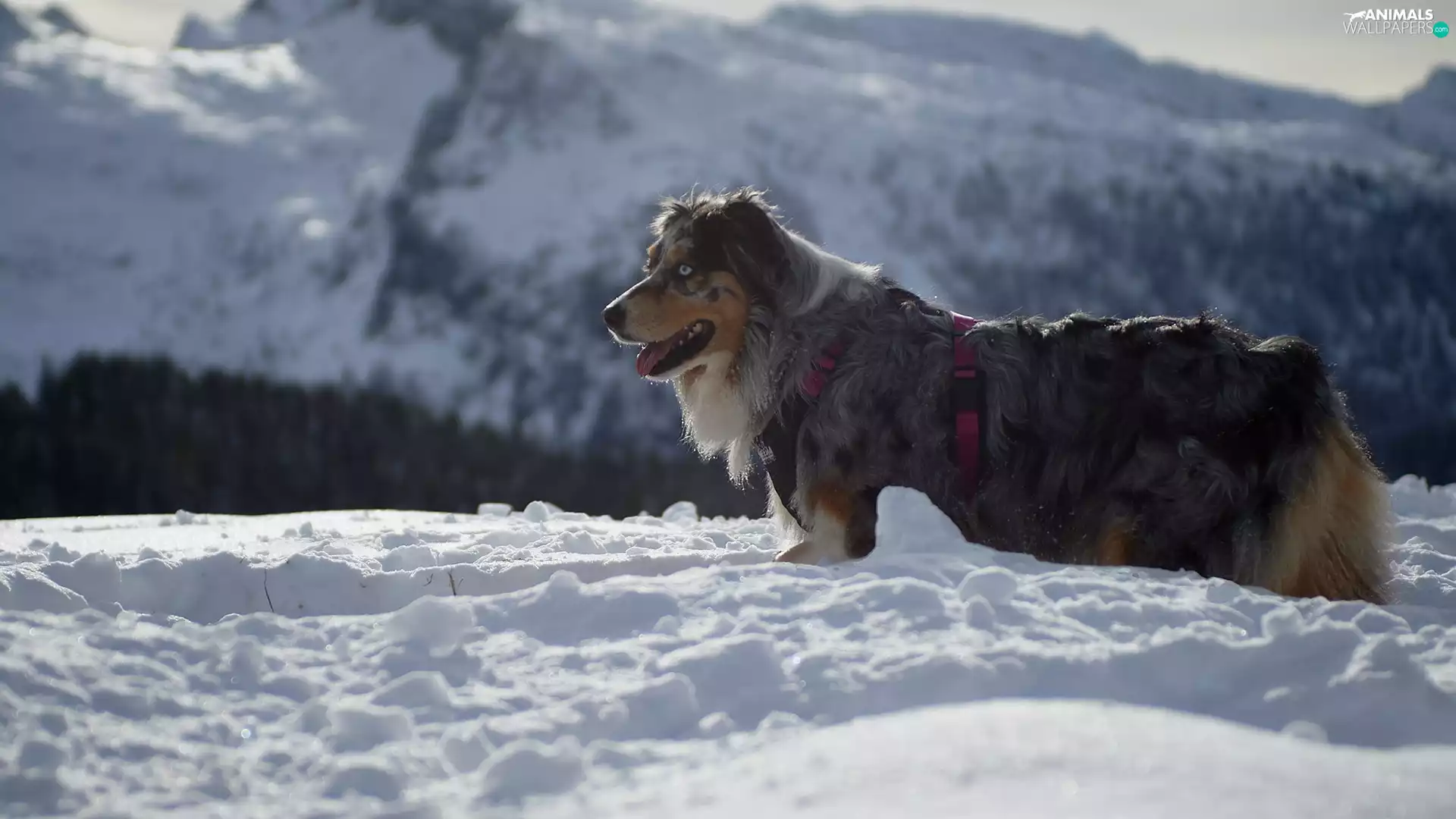 Australian Shepherd, snow