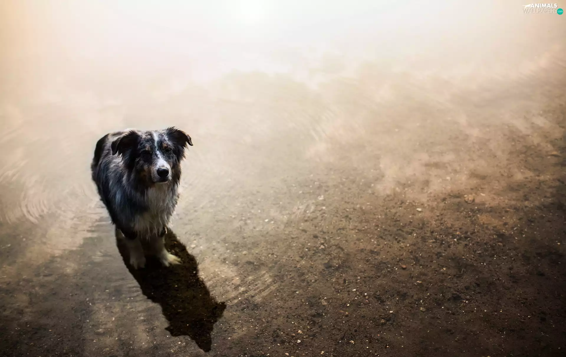 Australian Shepherd, water