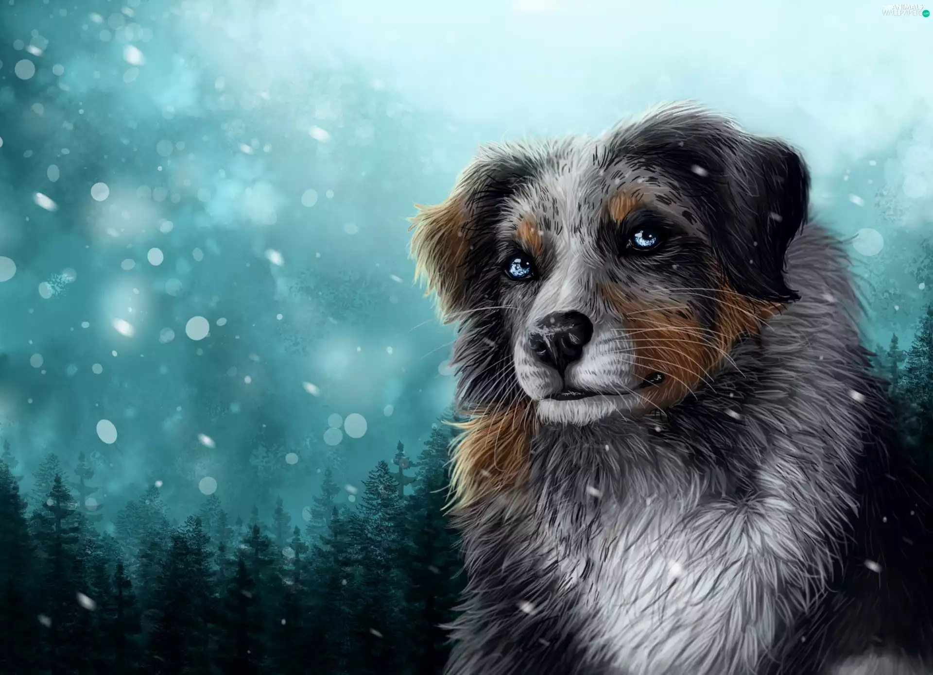 2D Graphics, dog, Australian Shepherd, winter
