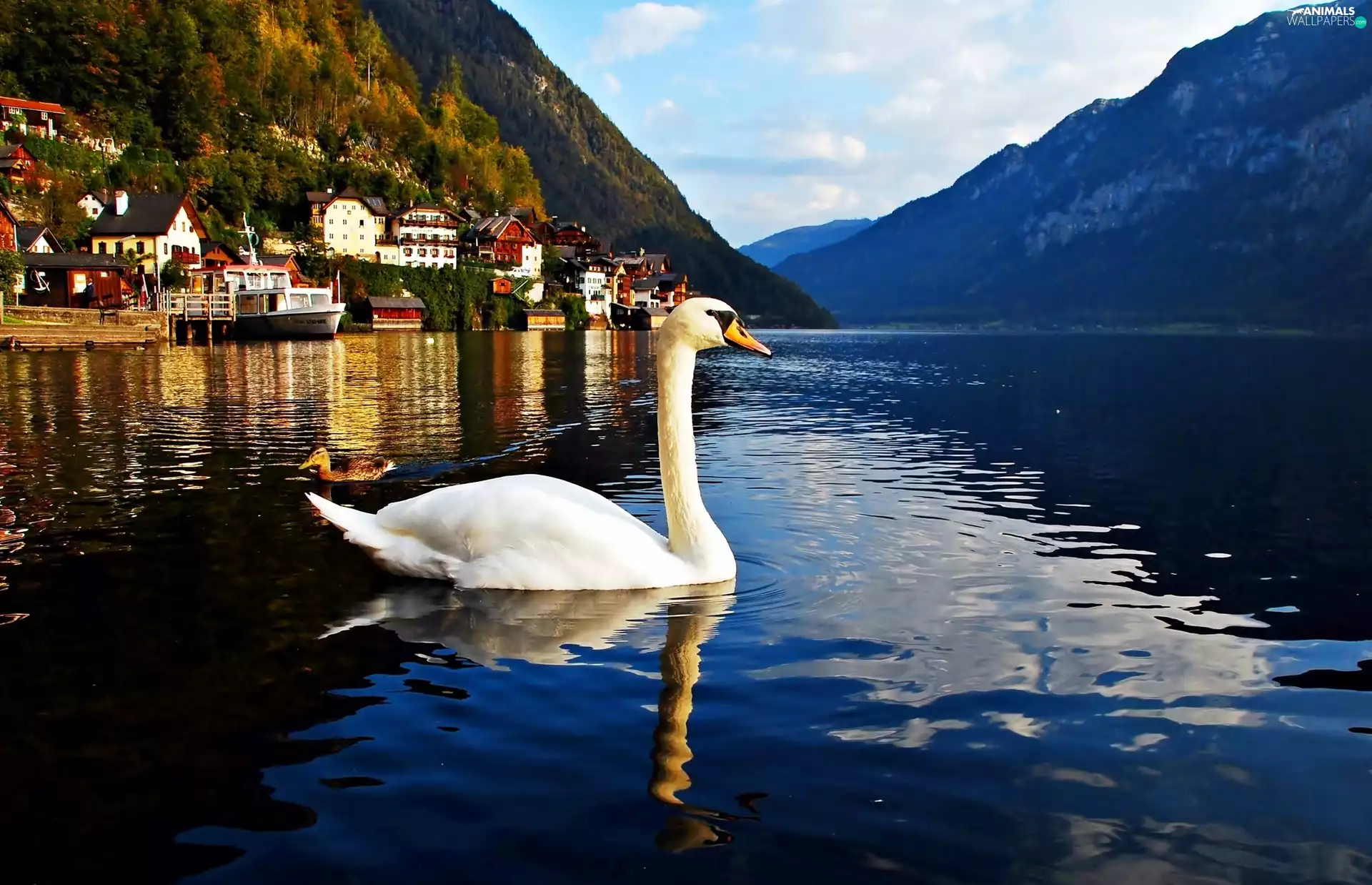 Hallstatt, Austria, lake, Swans, Mountains