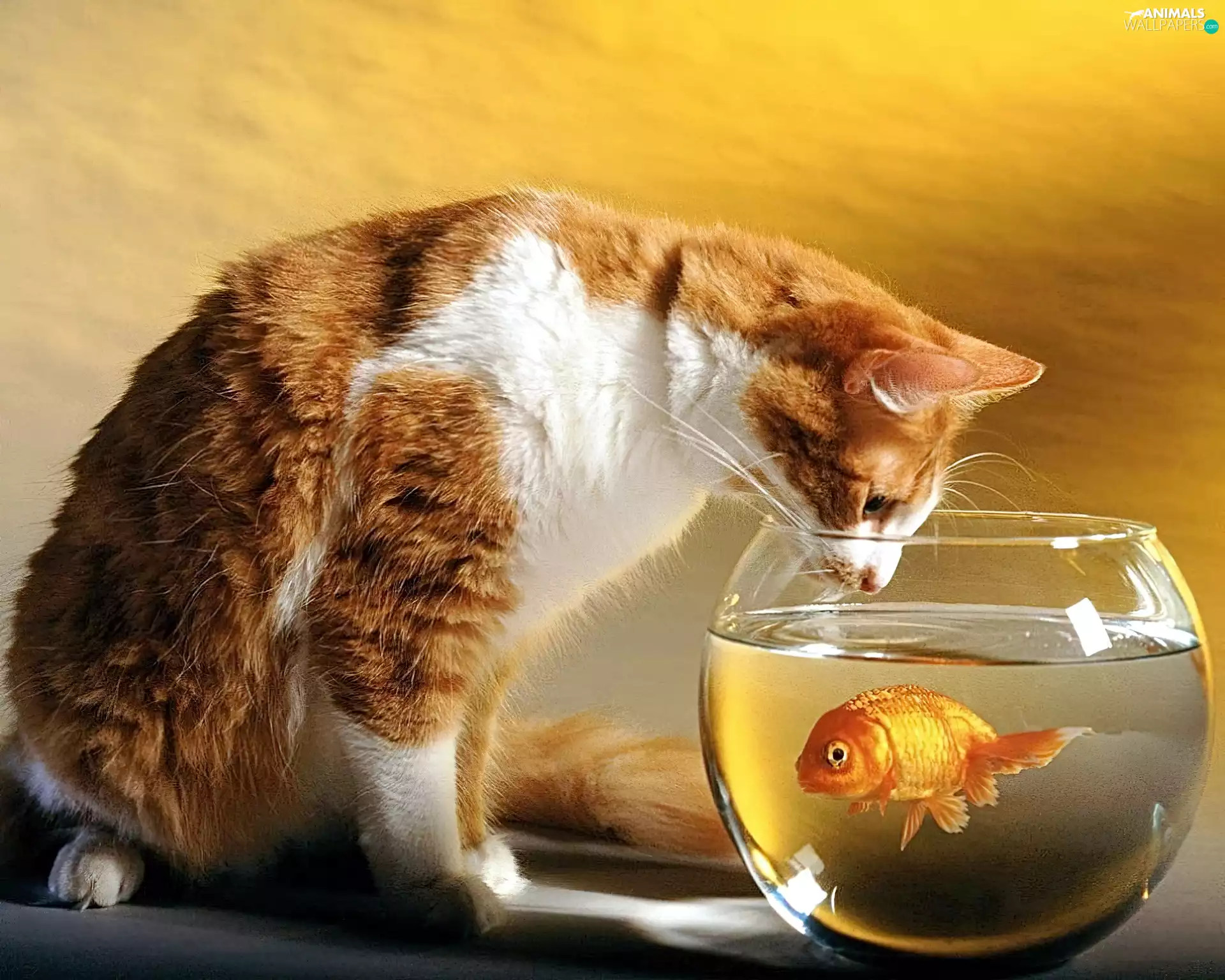 Golden automobile, aquarium, cat, Fish