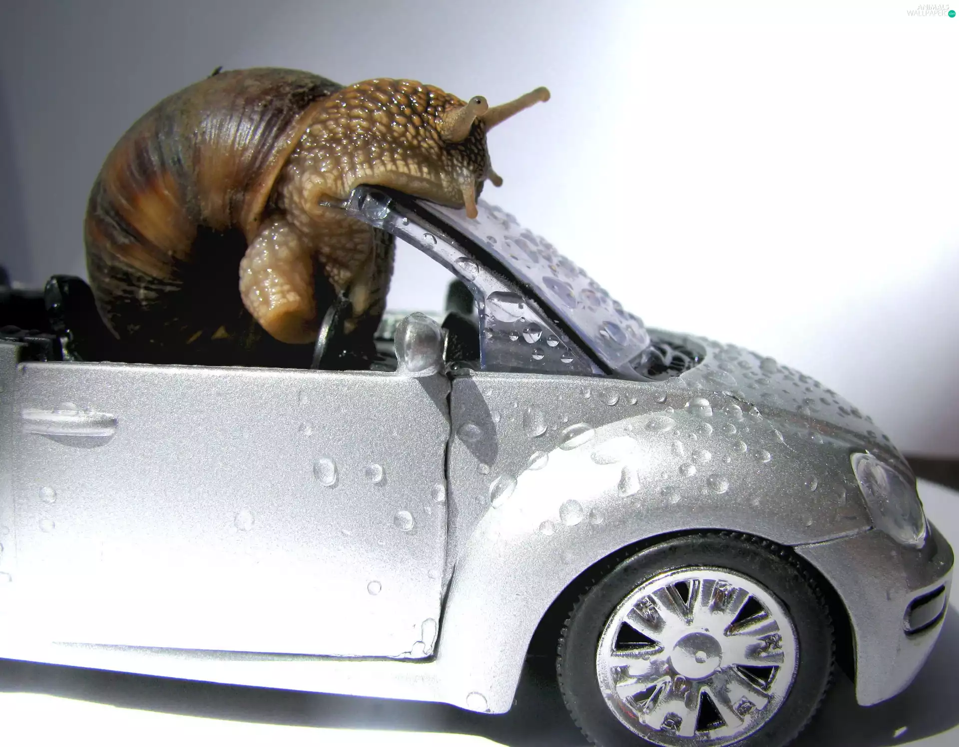 Automobile, snail, driver