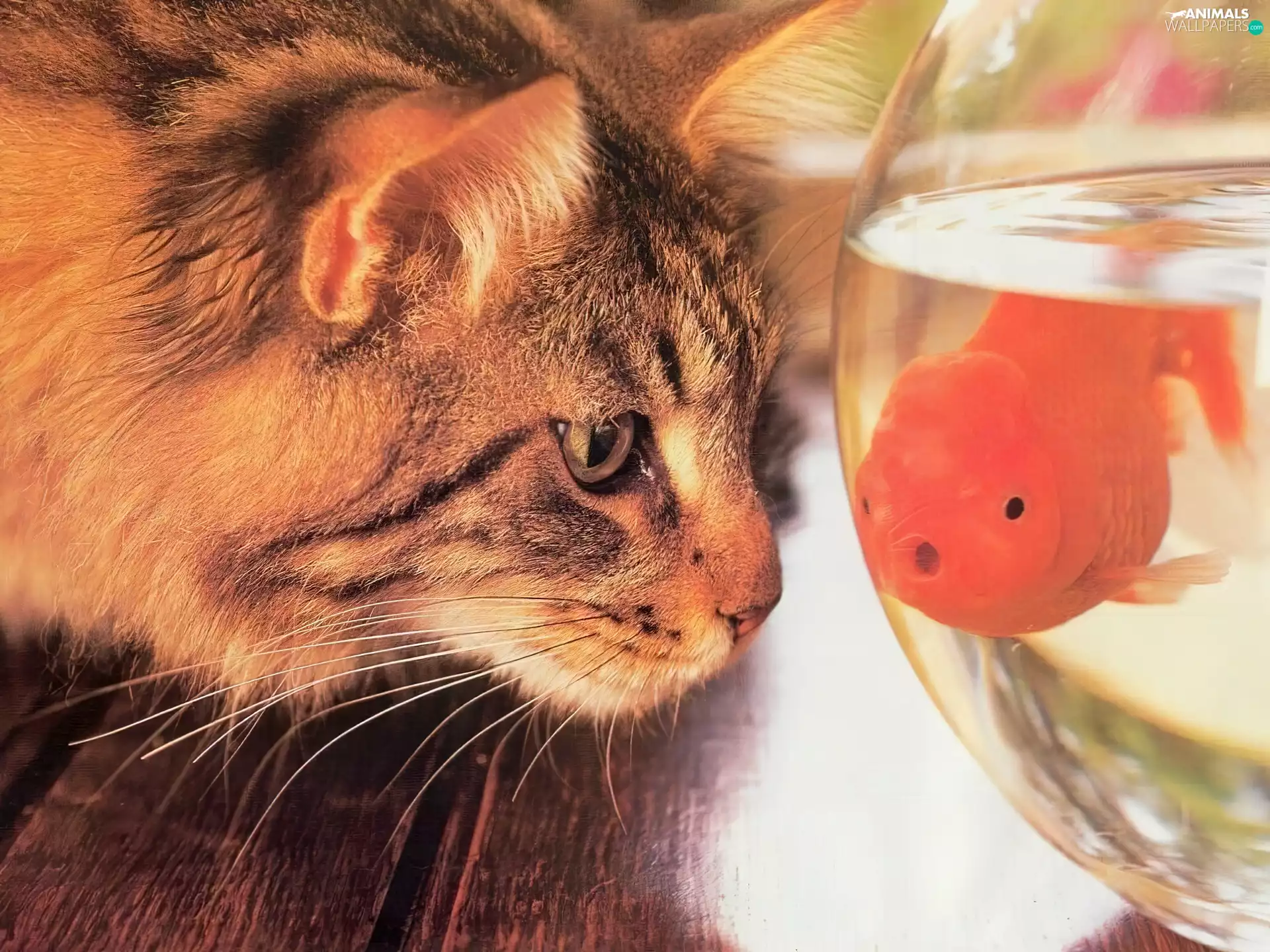 Fish, cat, Golden automobile