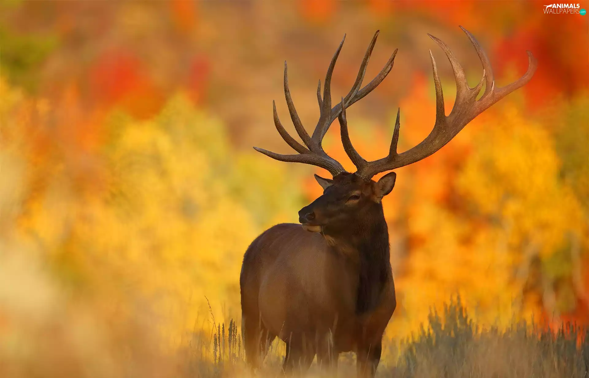 autumn, deer, antlers