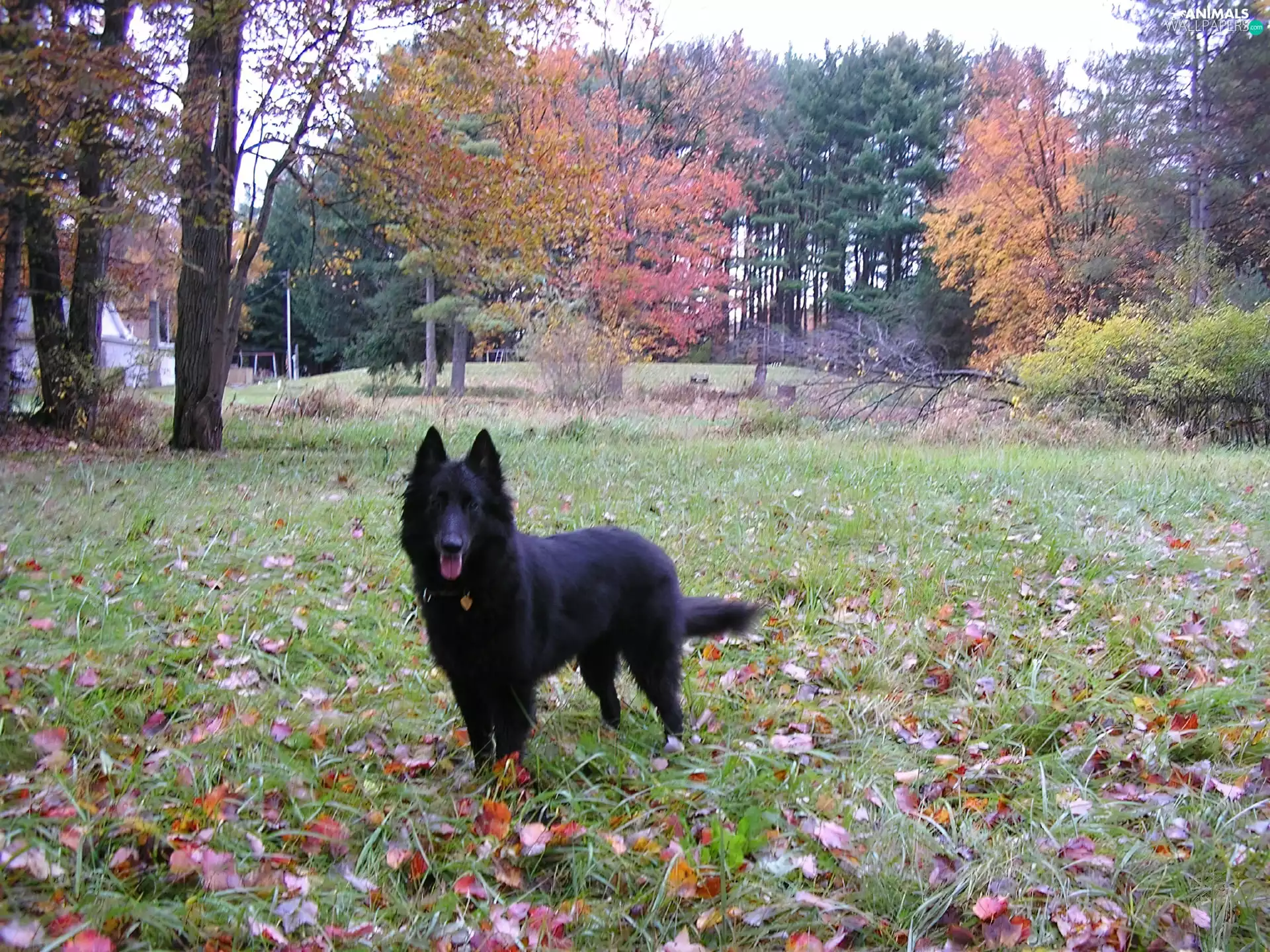 Belgian Shepherd Groenendael, autumn
