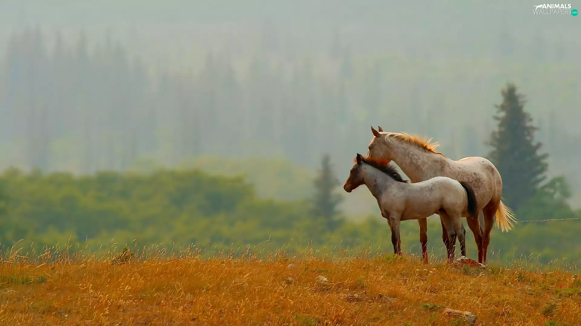 bloodstock, woods, grass, autumn
