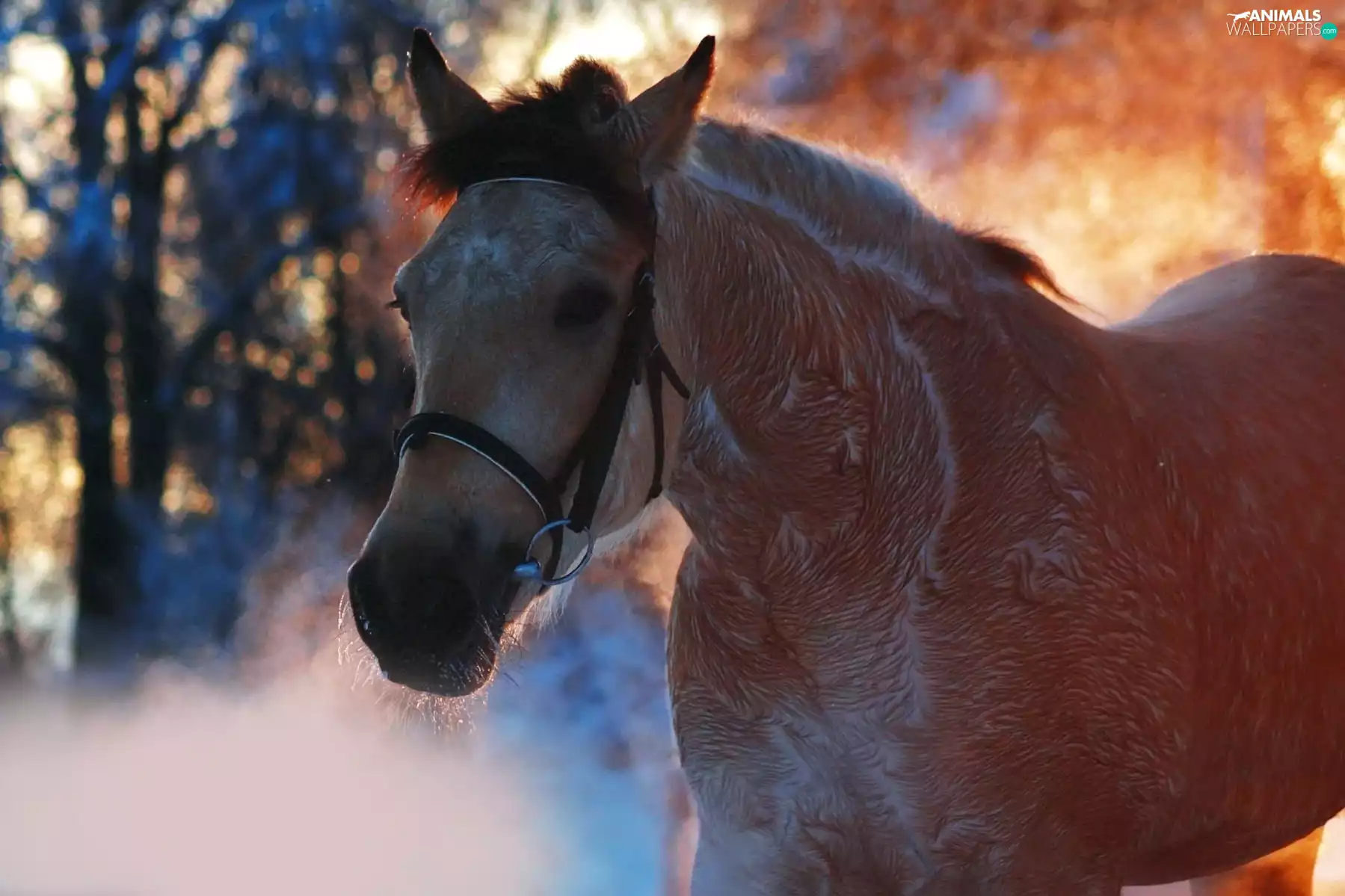 autumn, Horse, colors