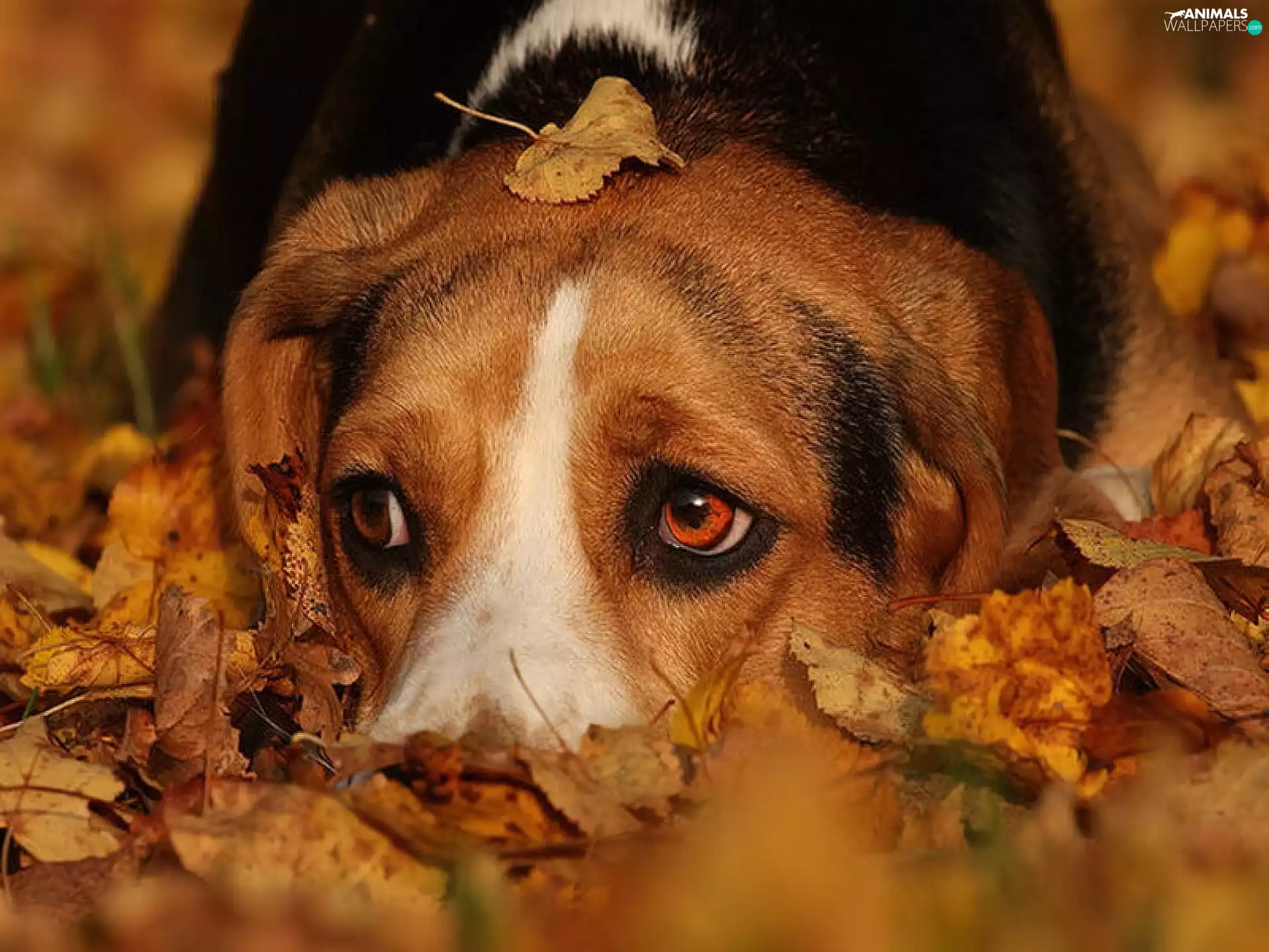dog, Leaf, Beagle, Autumn