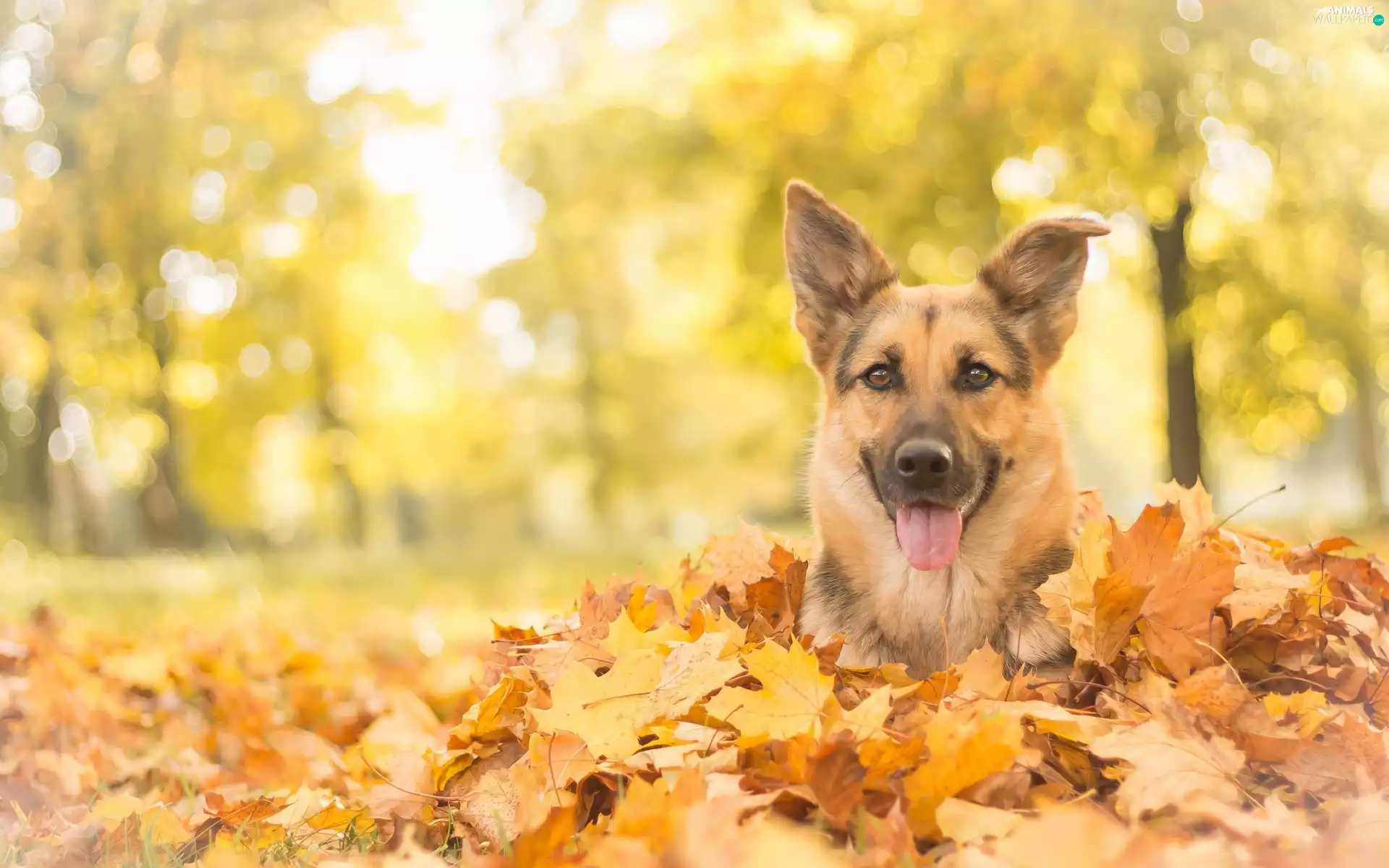 fallen, Leaf, german, autumn, sheep-dog