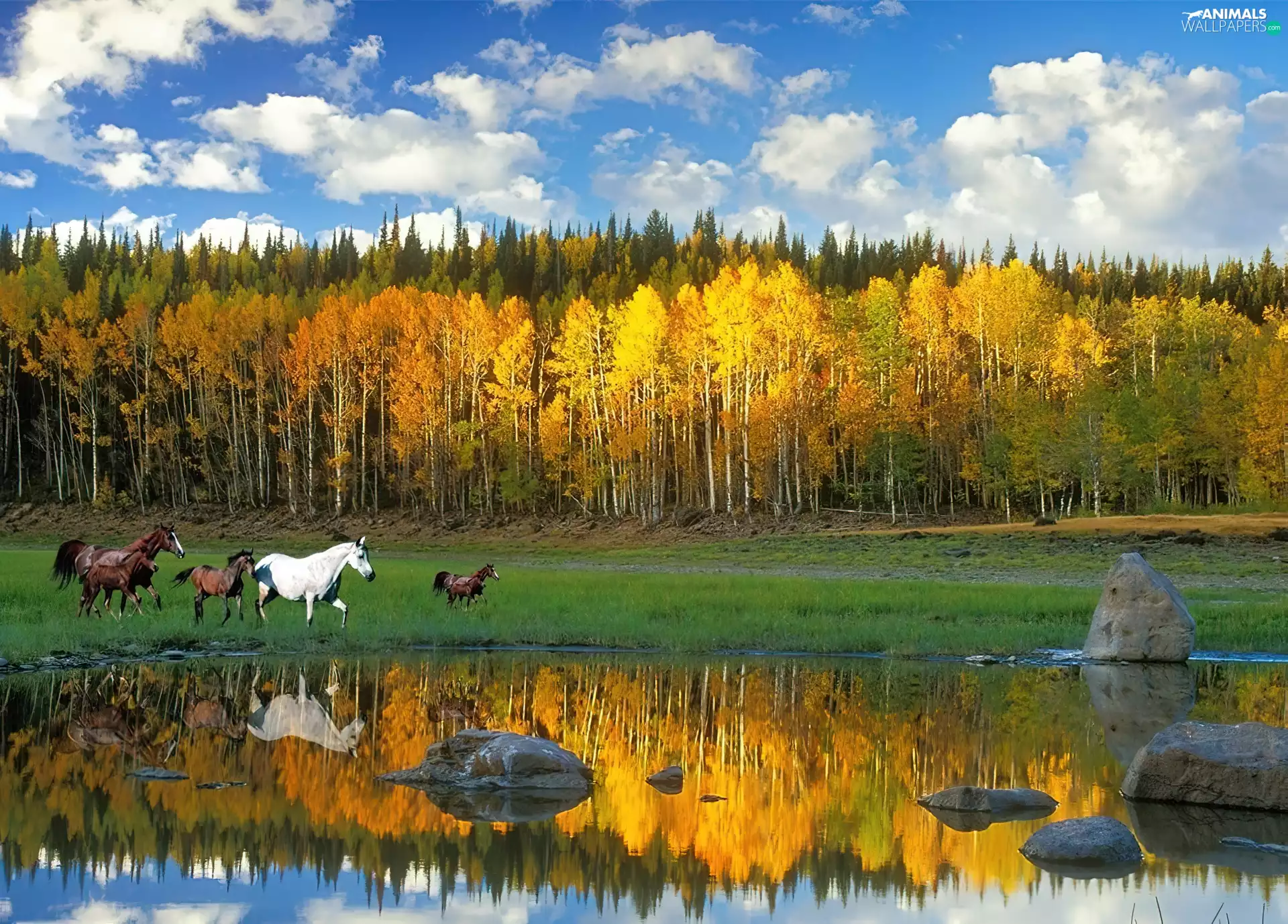 autumn, bloodstock, forest