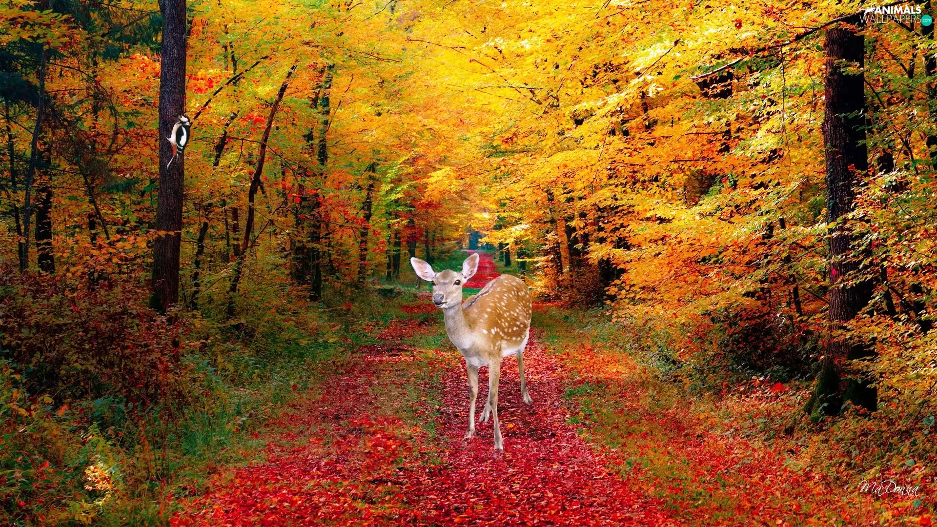 autumn, deer, forest
