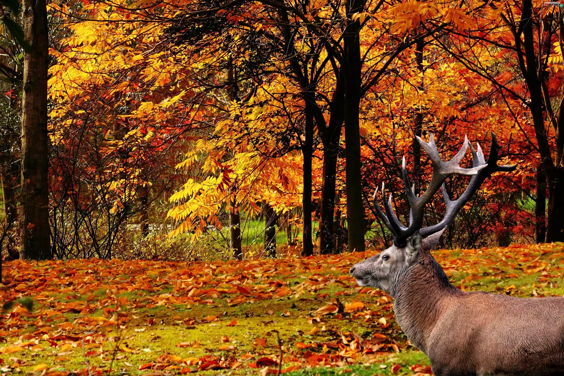 autumn, deer, forest