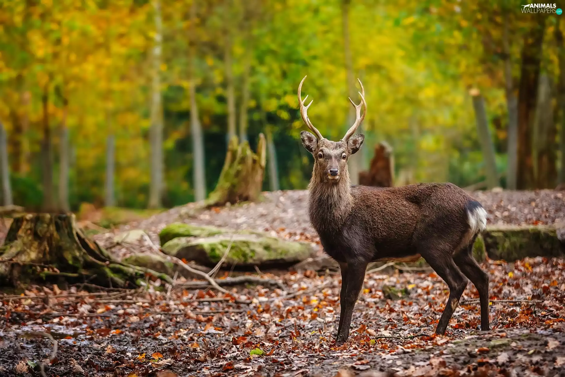 autumn, deer, forest