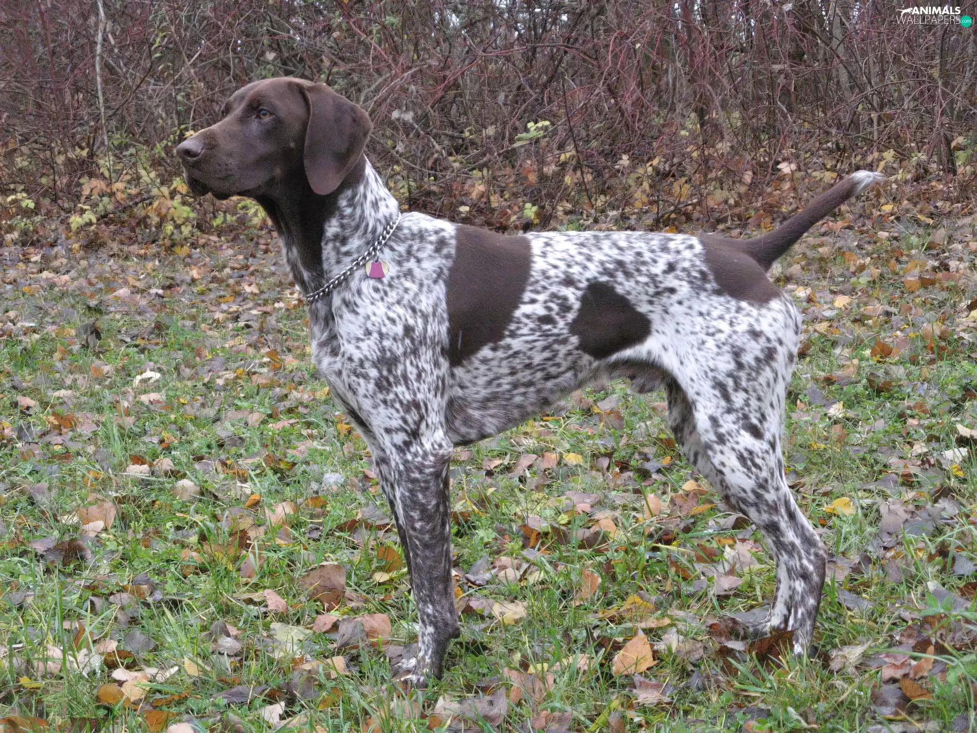 German Shorthaired Pointer, autumn