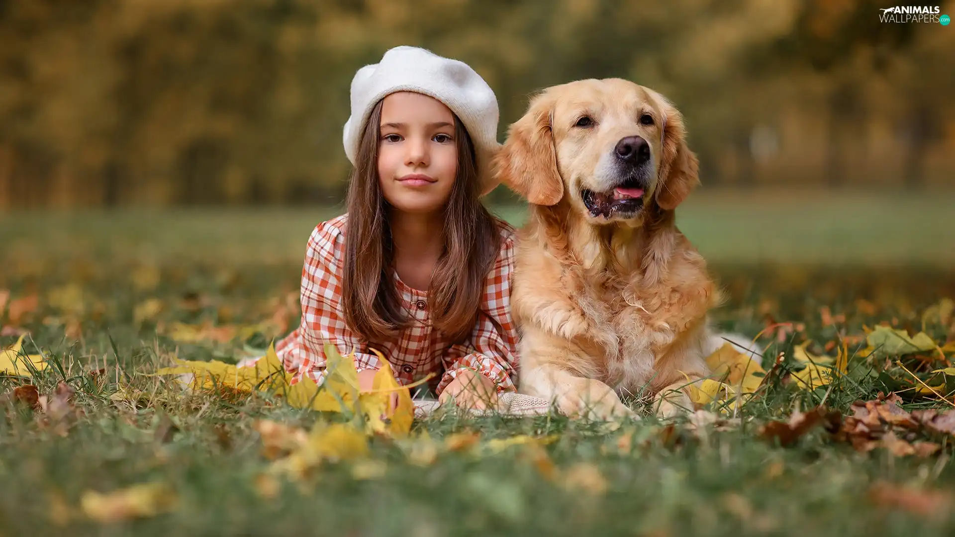Golden Retriever, girl, autumn, Leaf, Meadow, dog
