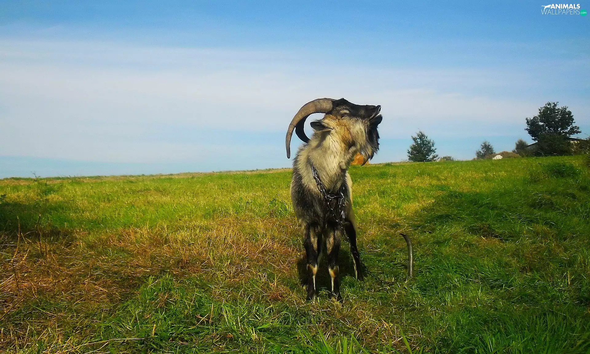 autumn, grass, goat