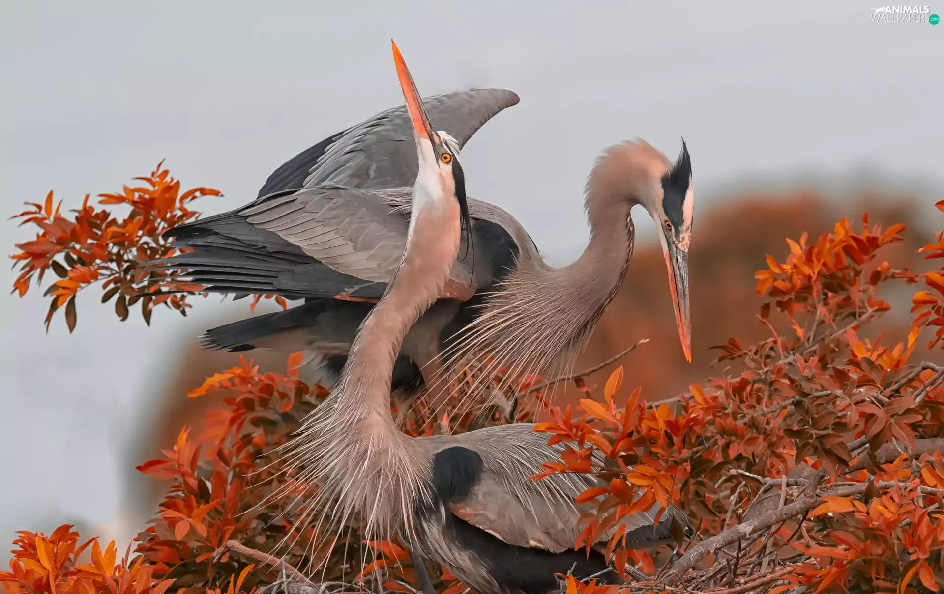 autumn, herons