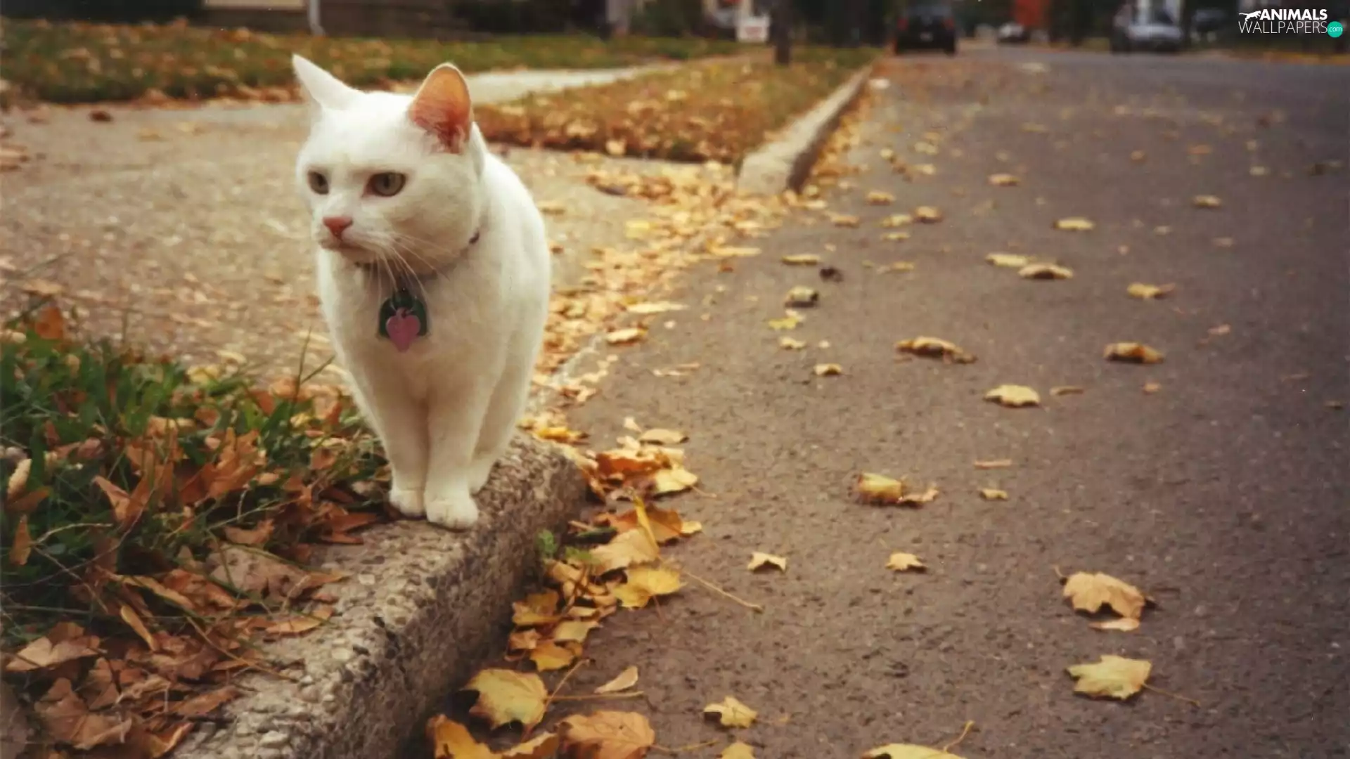 Street, White, wander, autumn, Leaf, kitten