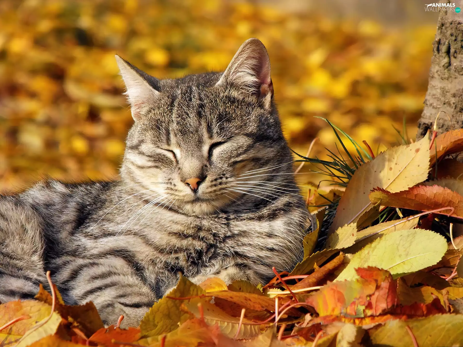 autumn, cat, Leaf