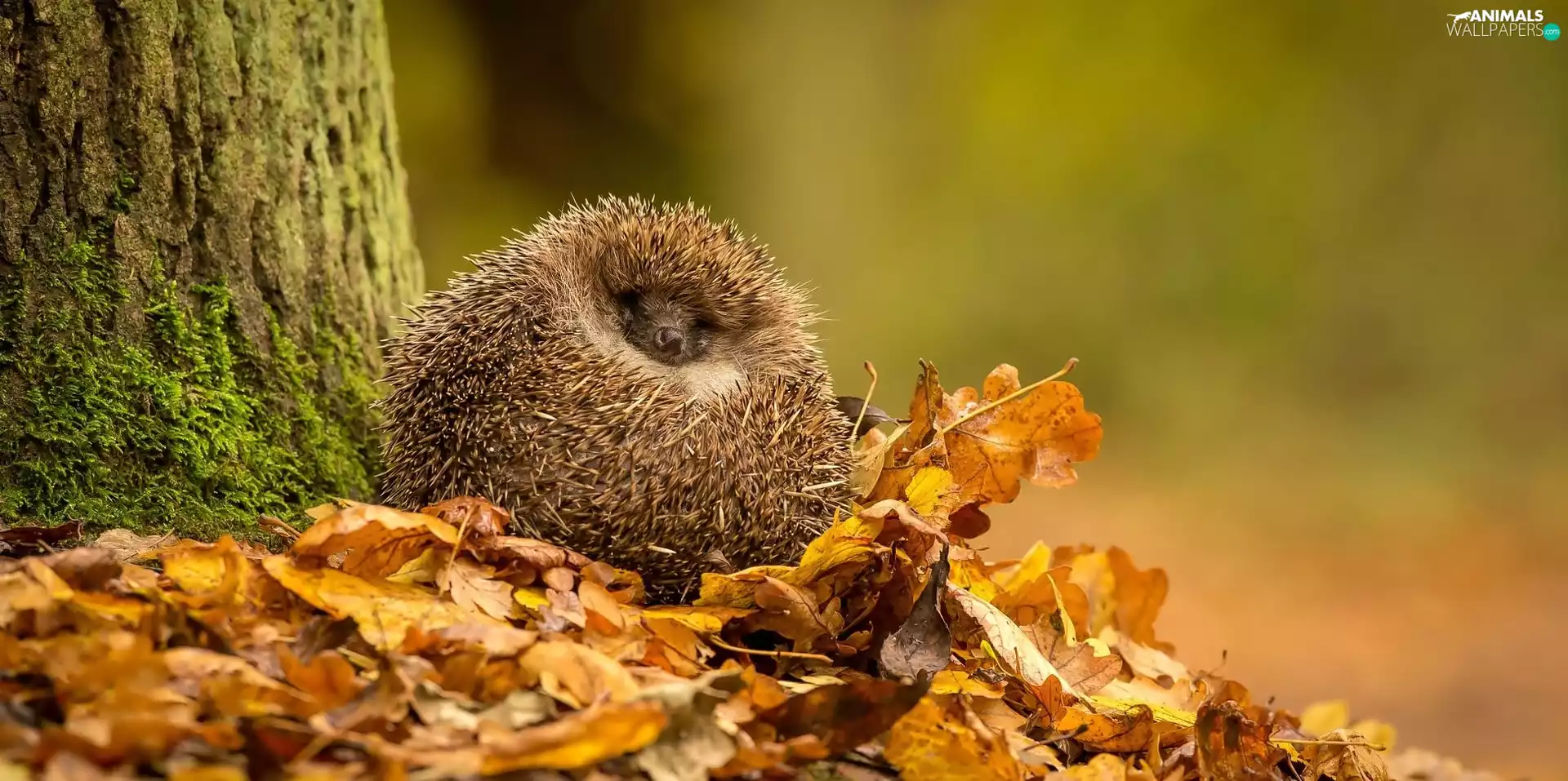 forest, autumn, Leaf, trees, hedgehog