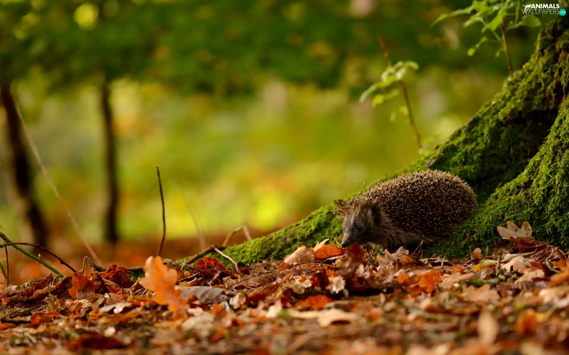 autumn, hedgehog, Leaf