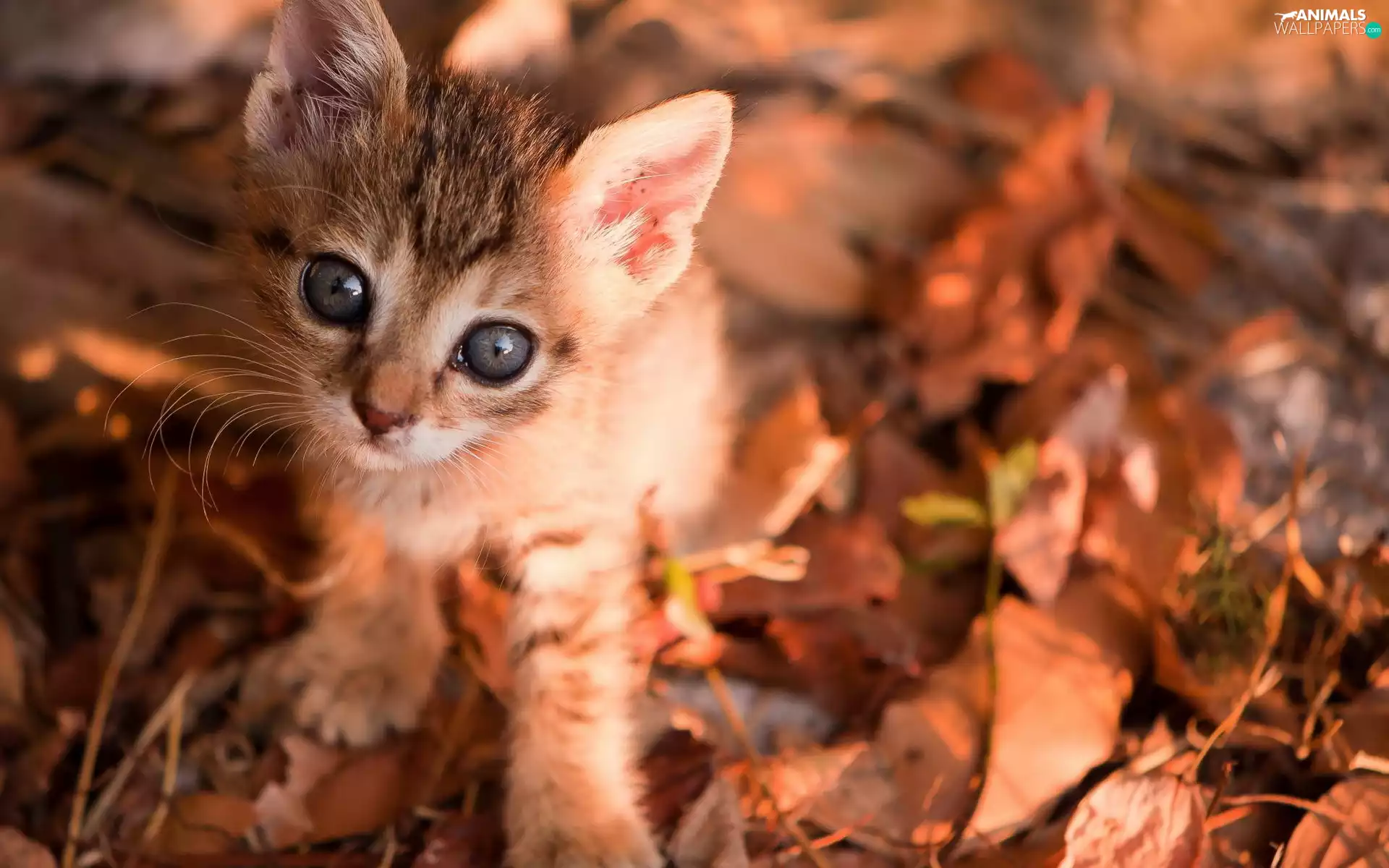 autumn, kitten, Leaf
