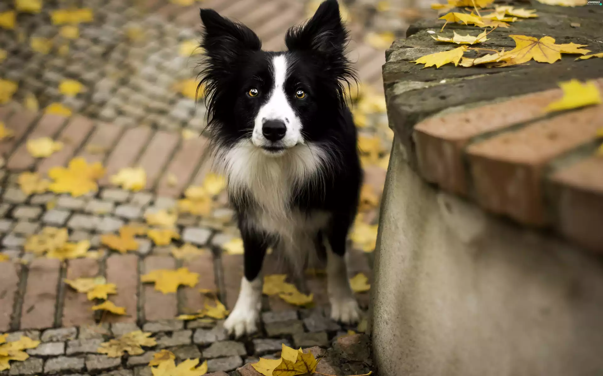 dog, Autumn, Leaf, The look
