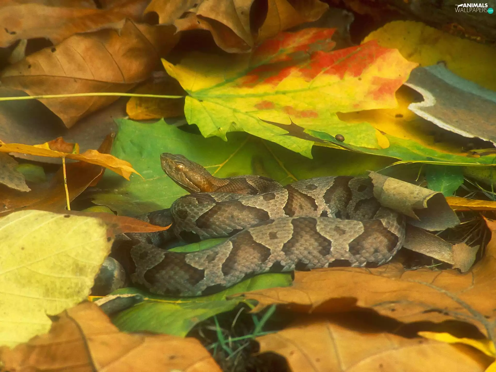 autumn, Snake, Leaf