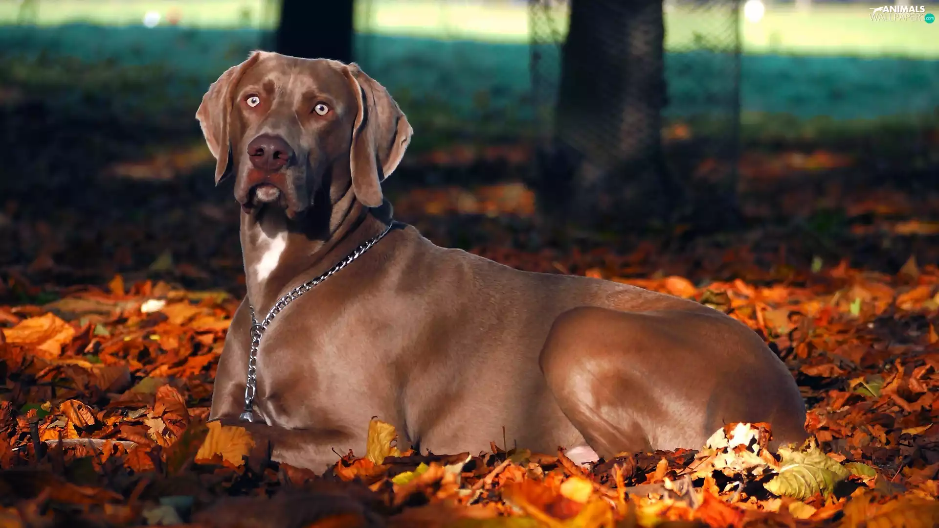 autumn, Weimaraner, Leaf