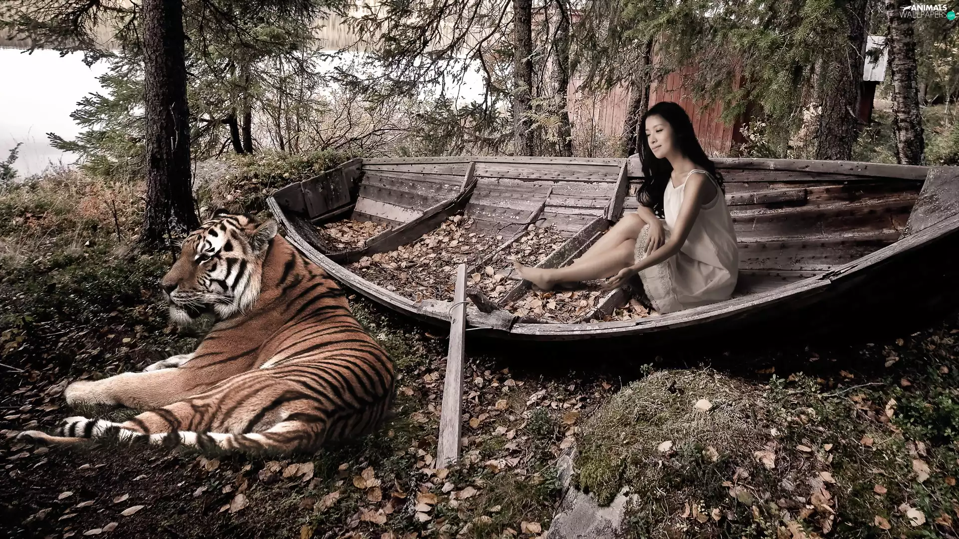 tiger, Women, Leaf, autumn, forest, Lodz