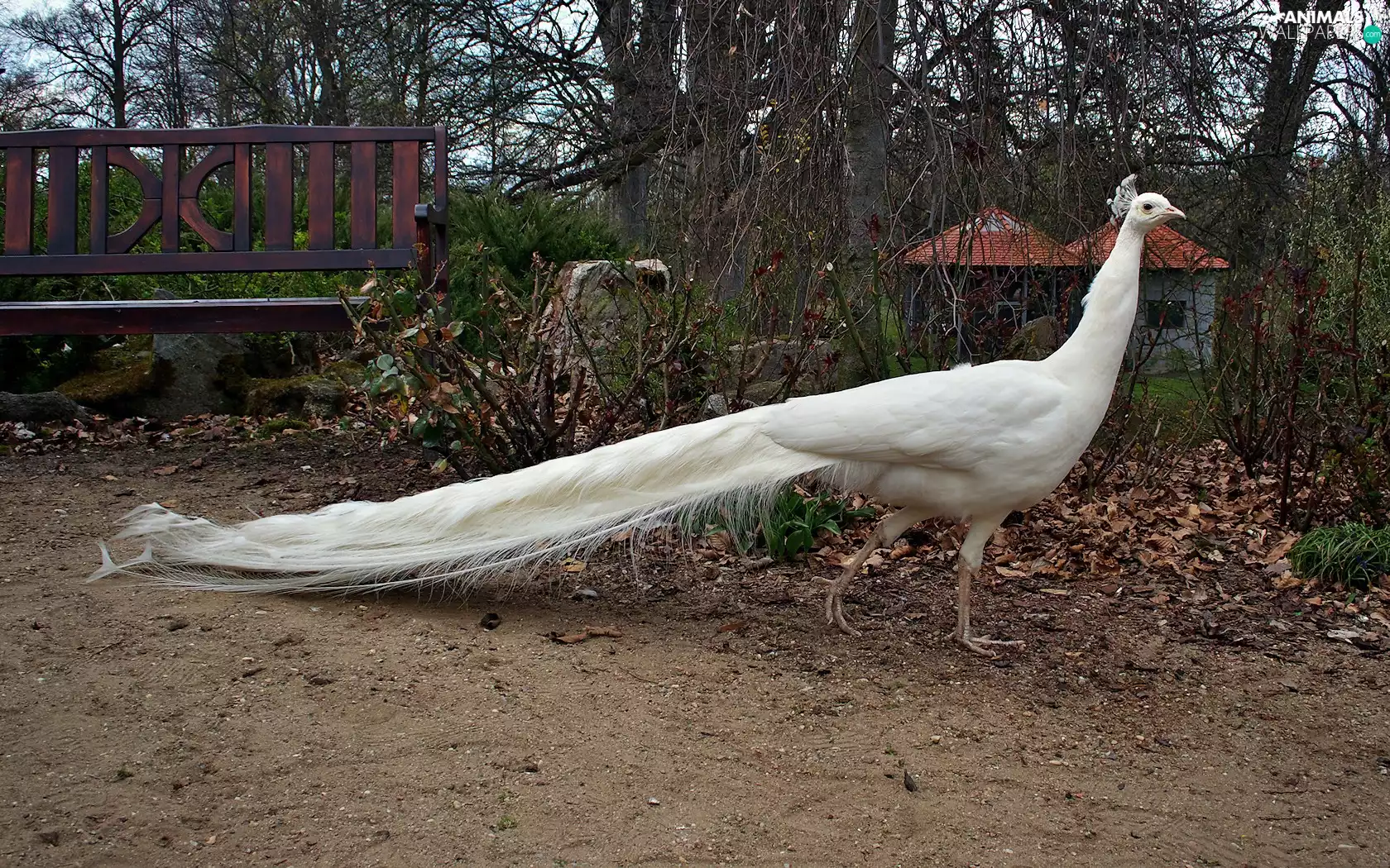 autumn, peacock, Park