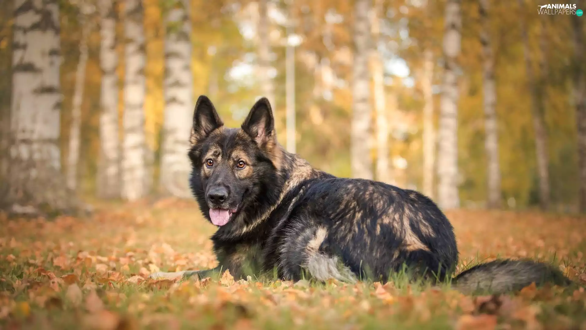 autumn, German Shepherd