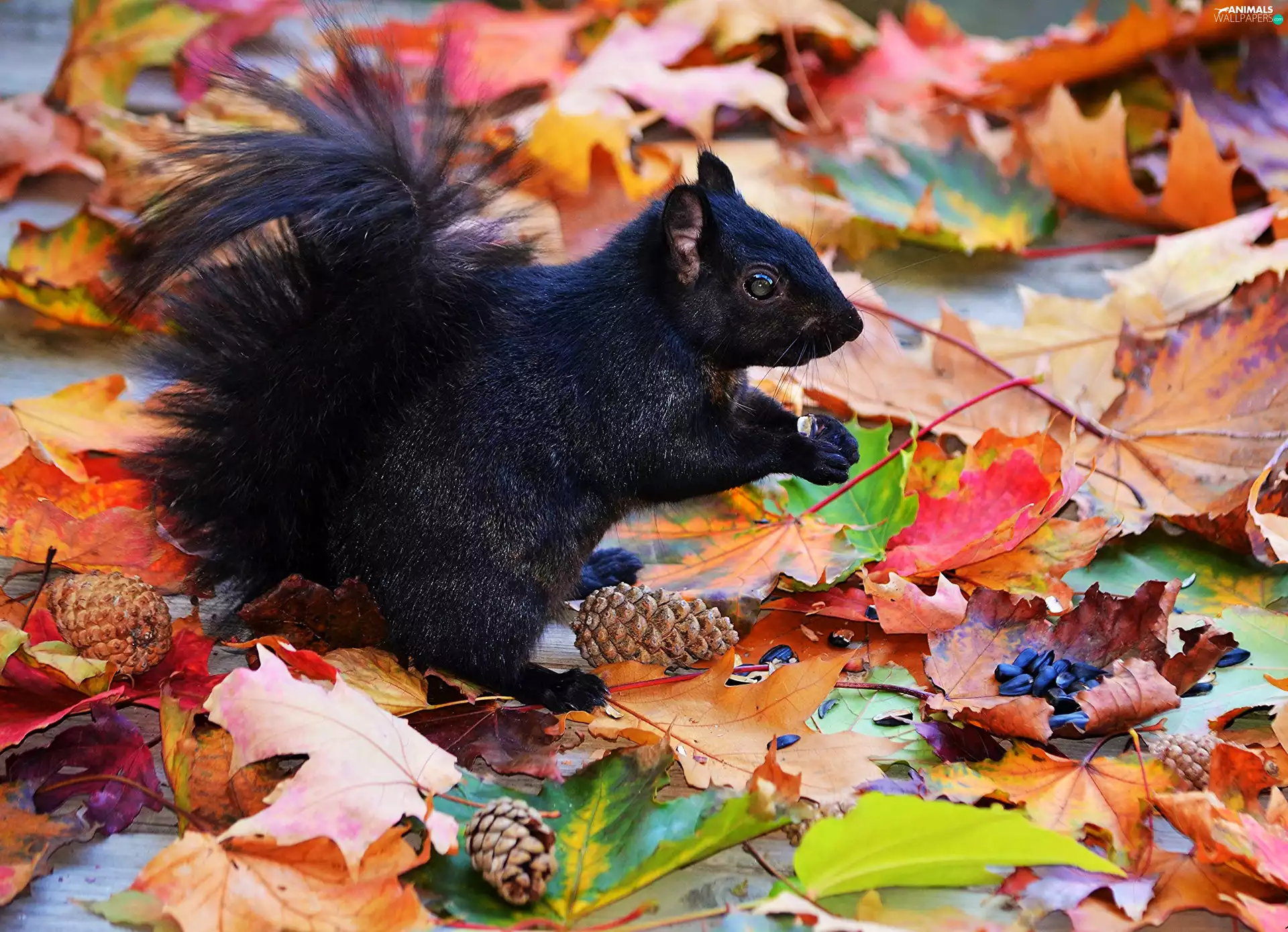 cones, autumn, squirrel, Leaf, black
