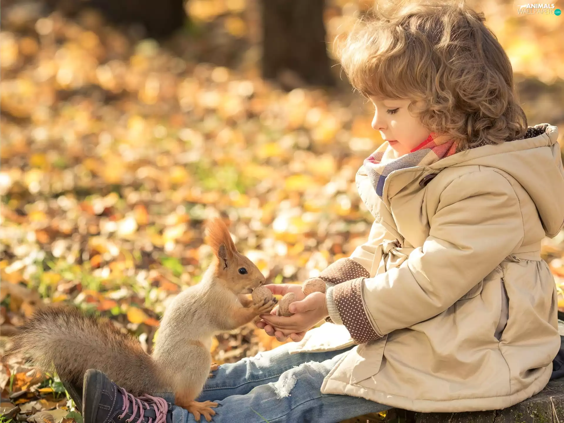 Leaf, autumn, squirrel, Park, girl