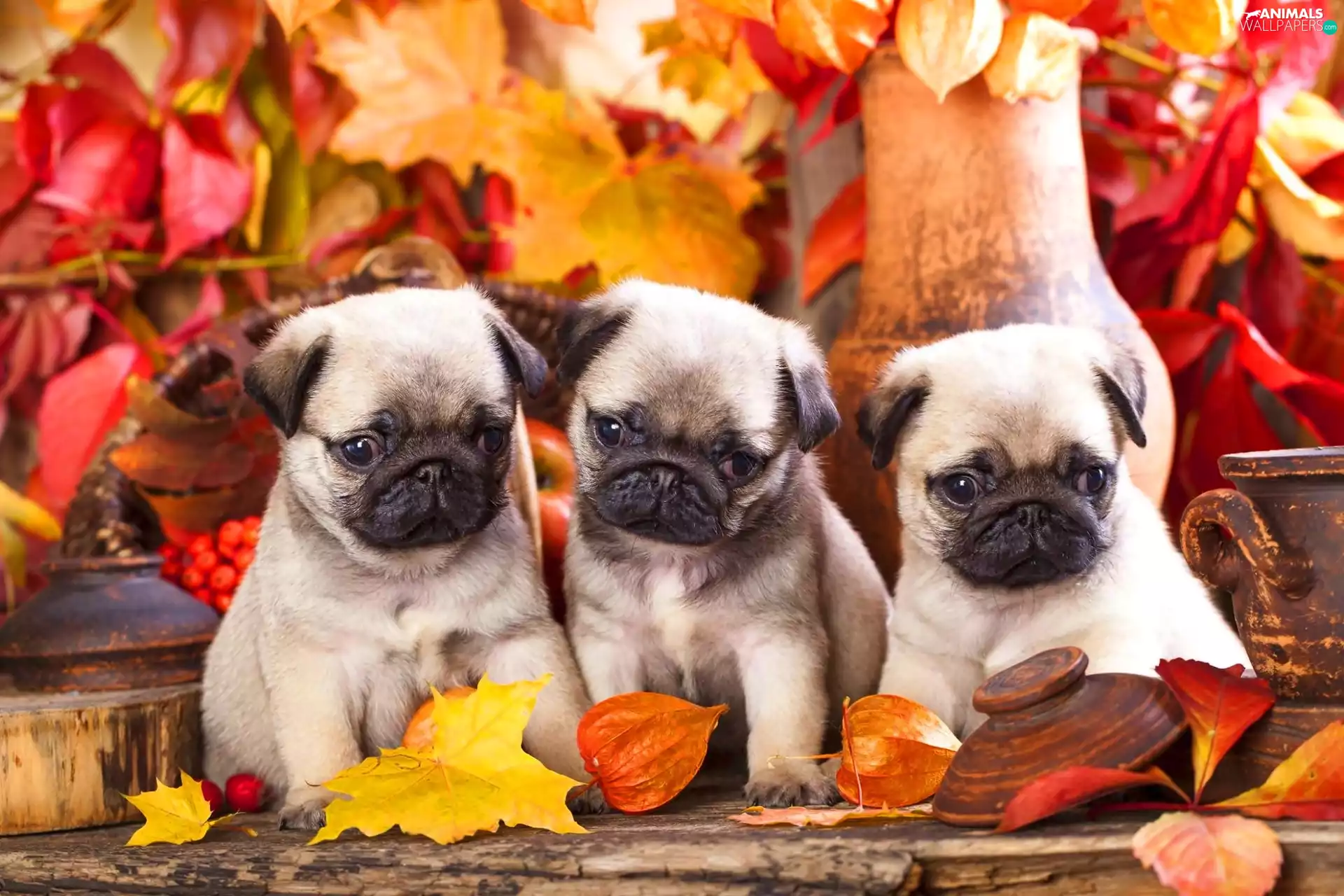 Puppies, Three, Leaf, autumn, pugs, sweet