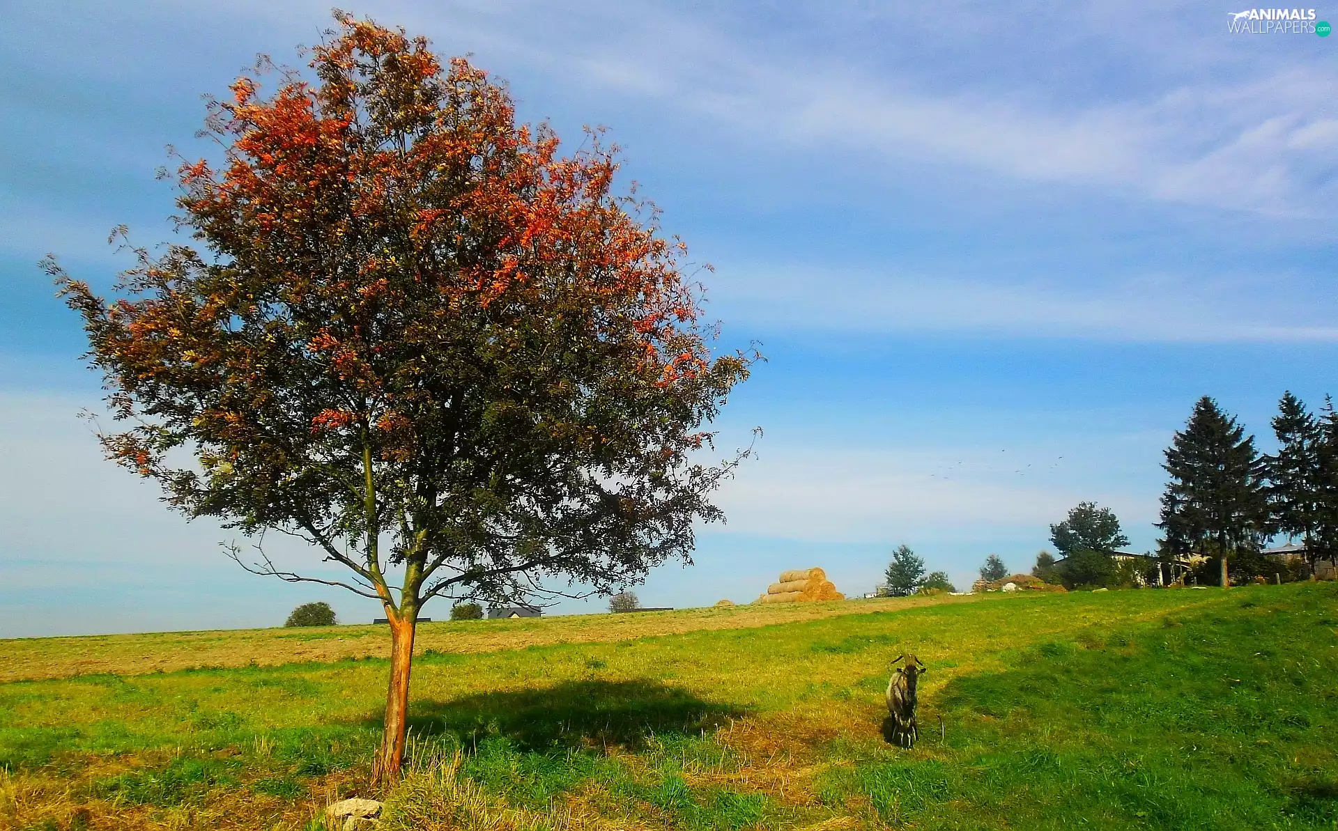 trees, grass, goat, autumn