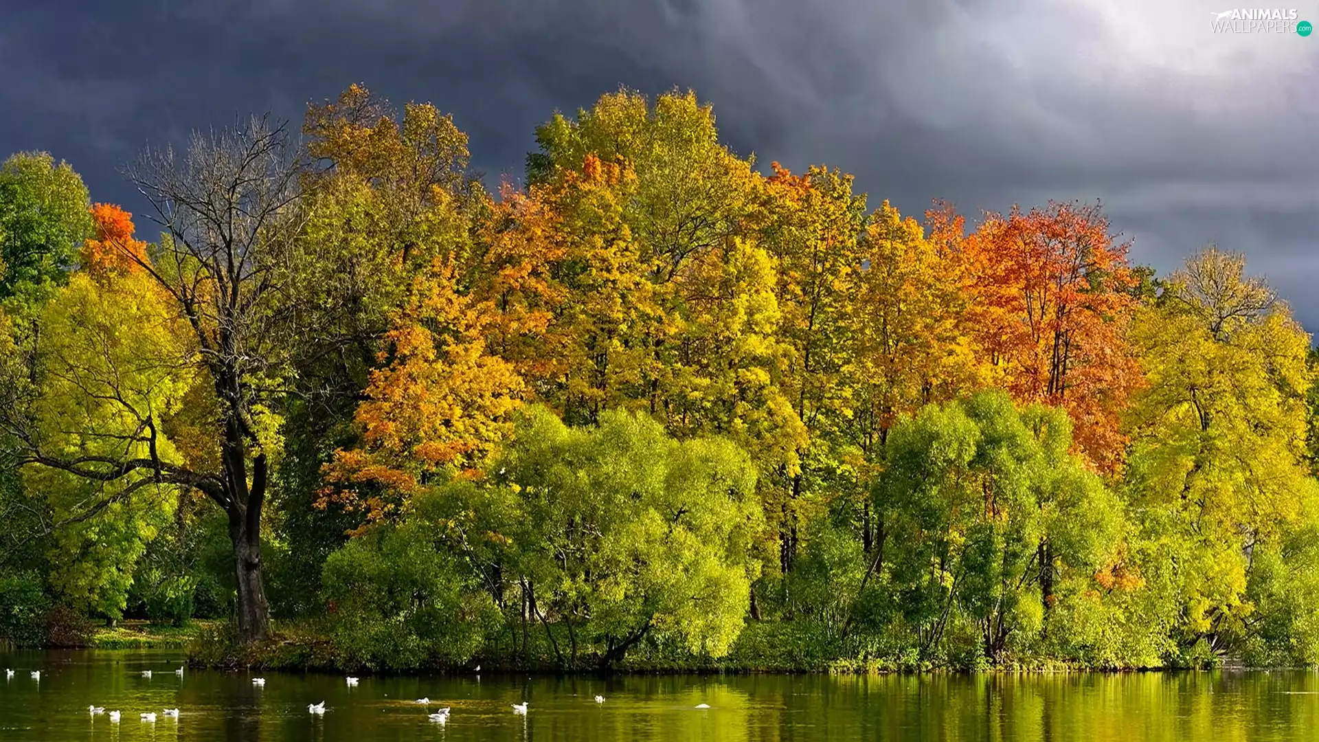 ducks, autumn, trees, viewes, River