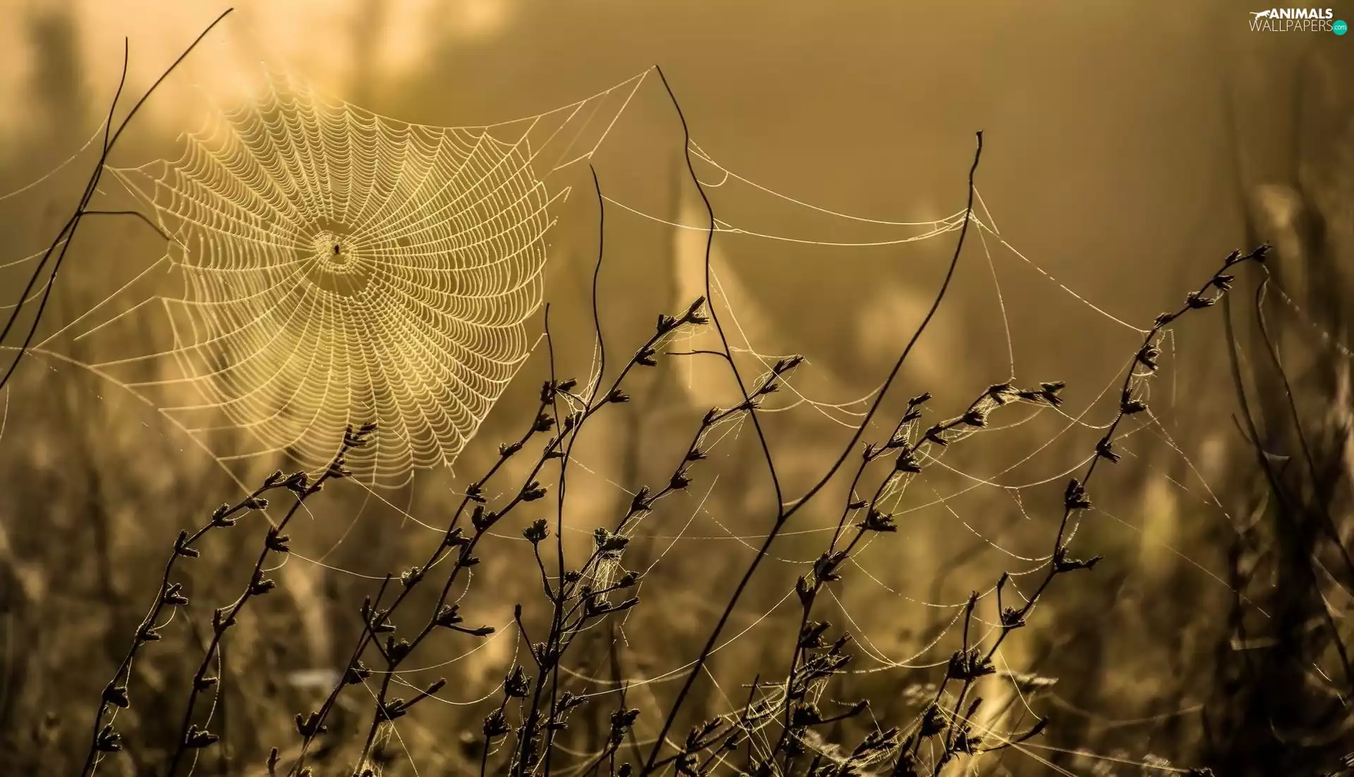 Spider, Beauty, grass, autumn, dry, Web