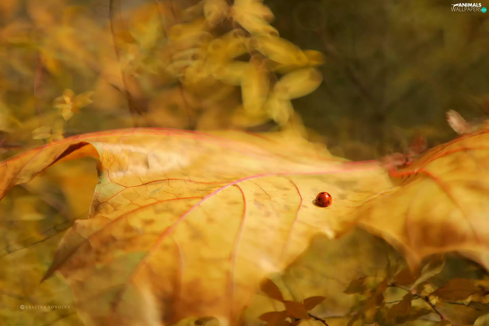 Yellow, leaf, ladybird, Autumn