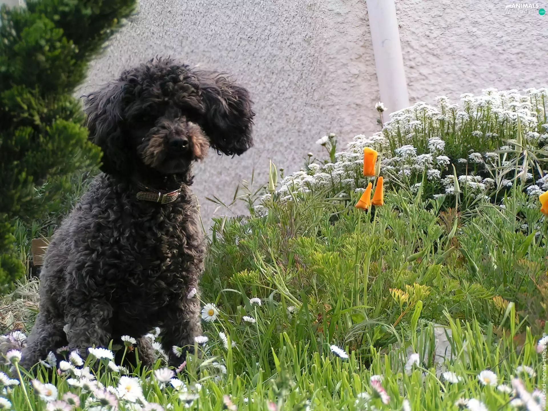 Puppy, Black, Poodle average