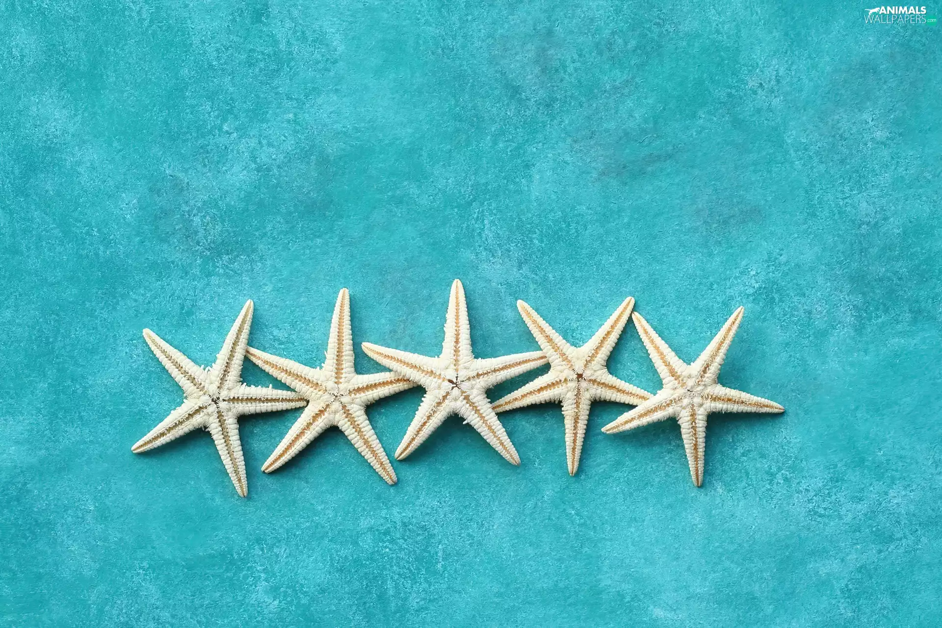 azure, White, starfish