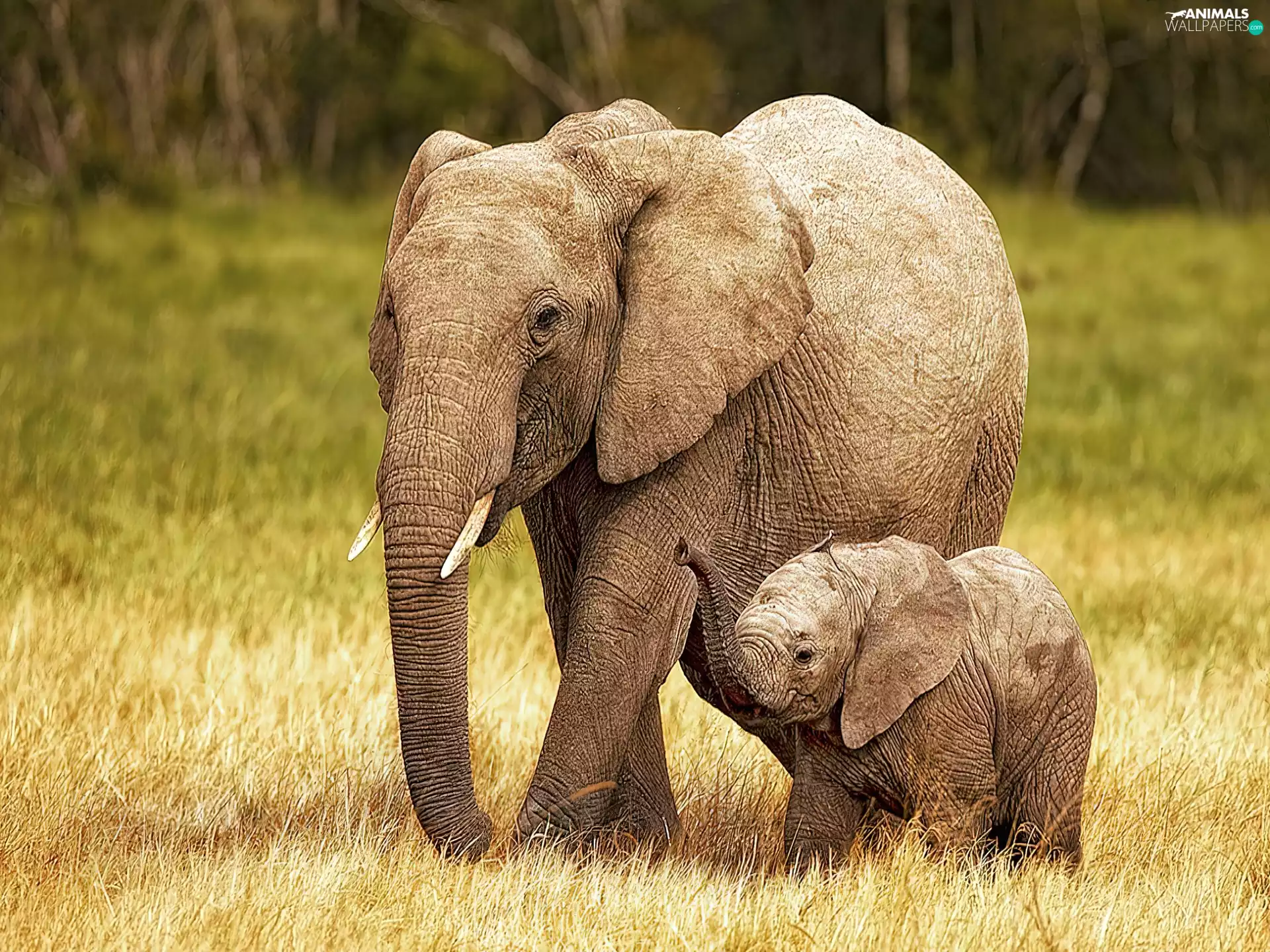 mother, little doggies, baby elephant, Elephant
