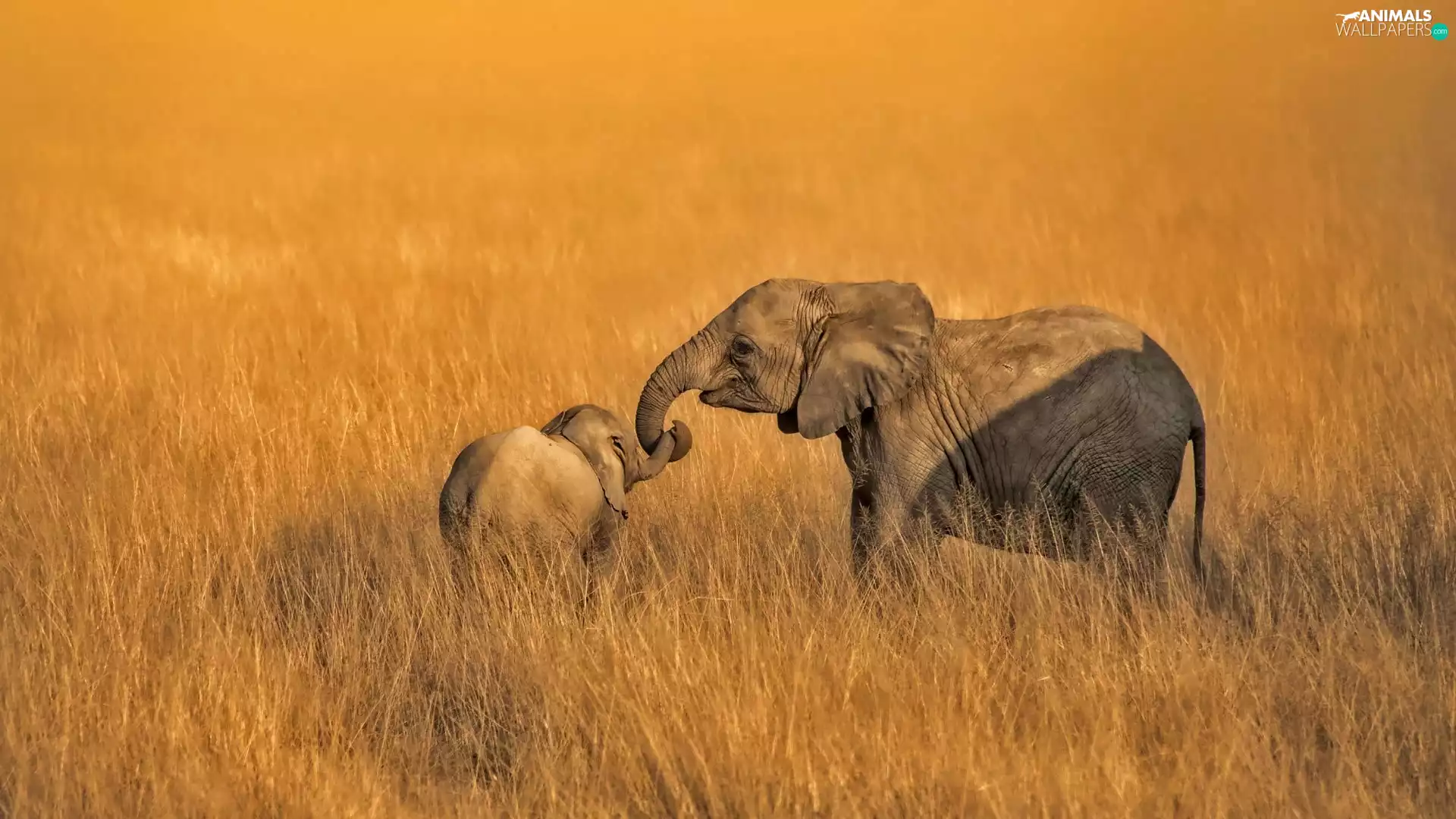 Elephants, baby elephant, grass, mother
