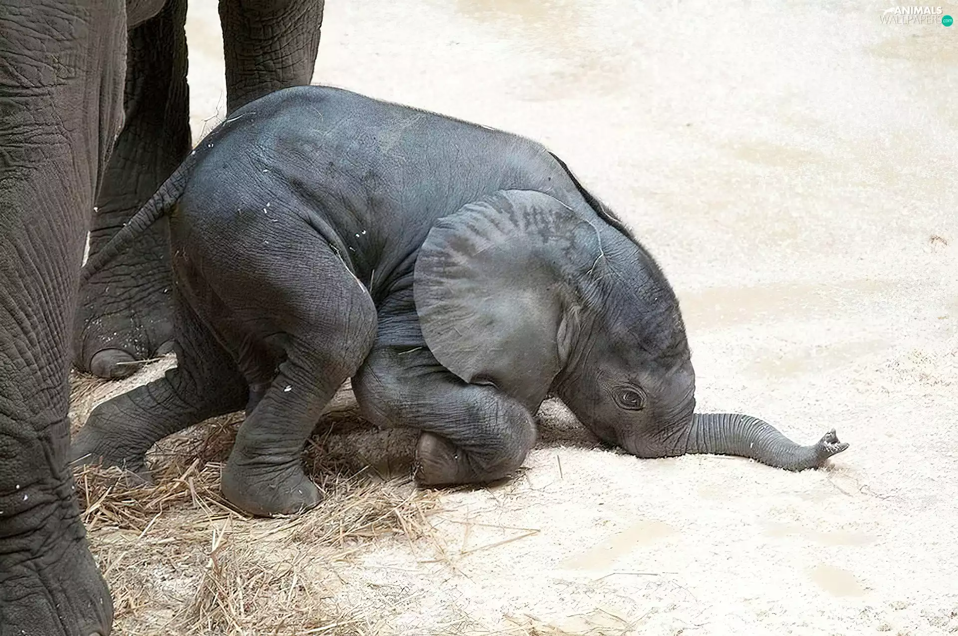 baby elephant